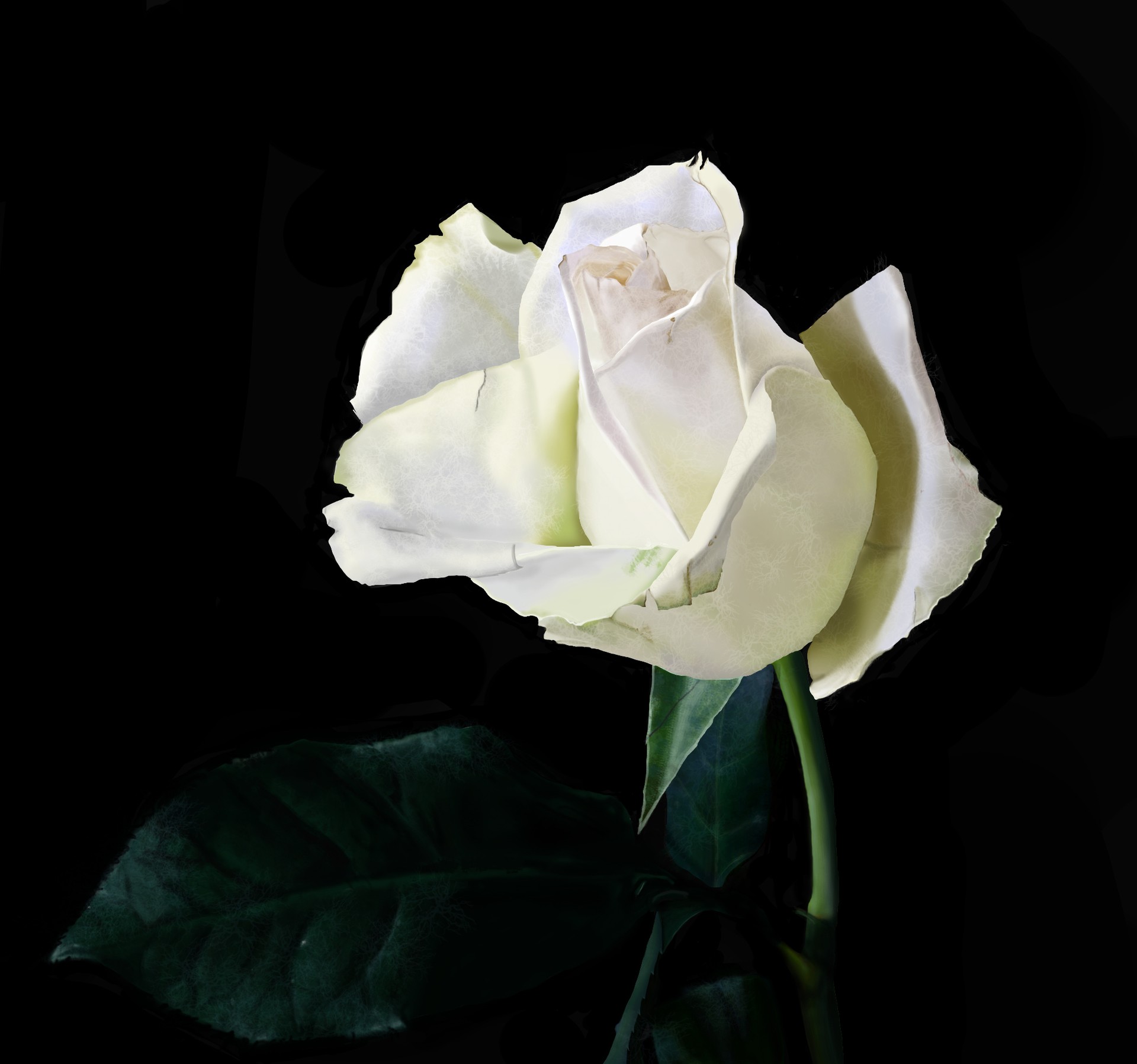 rose-blanche par Mitsou