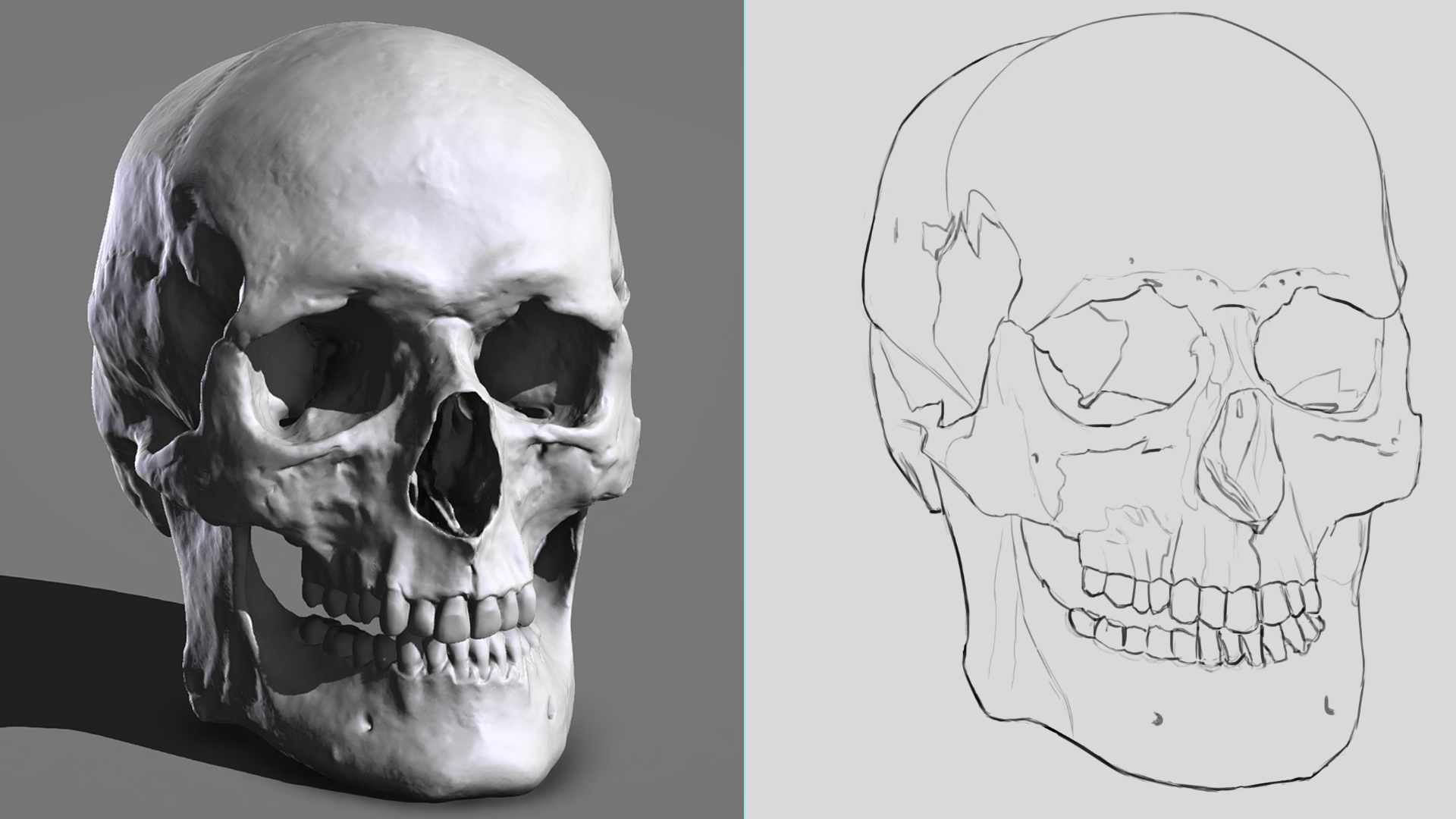Croquis crâne par Thomas Feuga