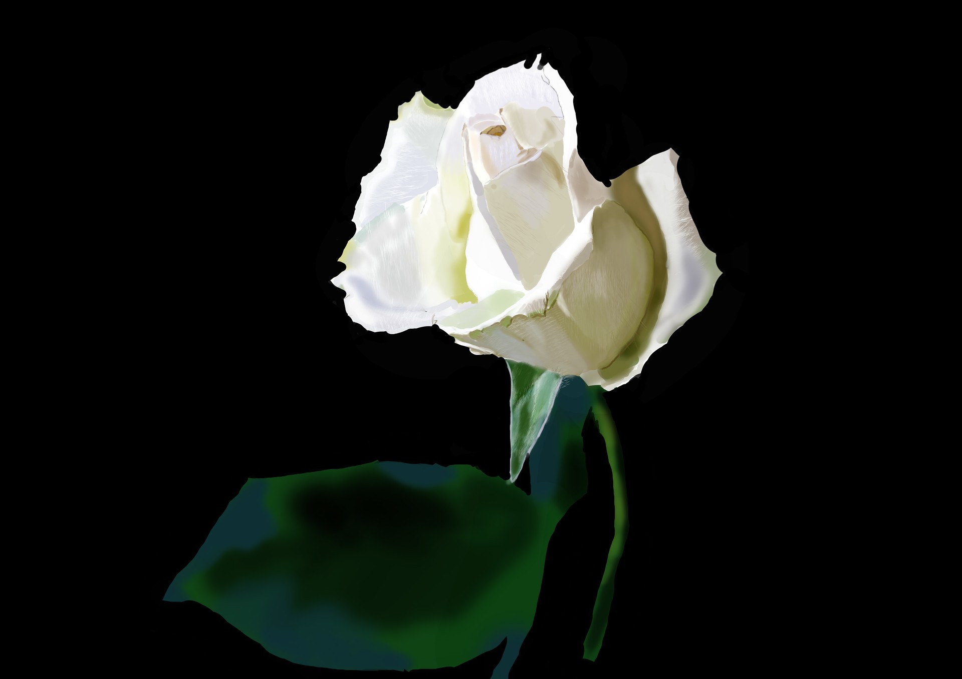 rose 63 Pourcent par Kday