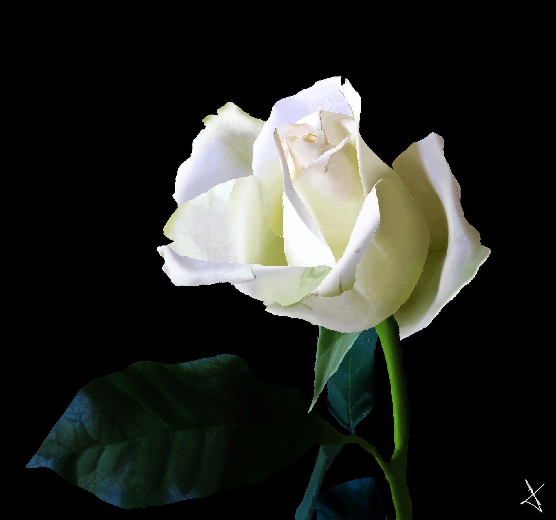 Rose Blanche par Aranis01