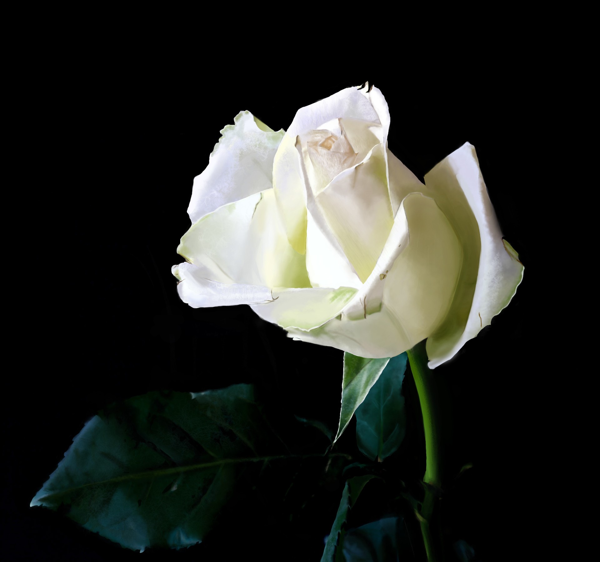 Paintingrose par Mickael