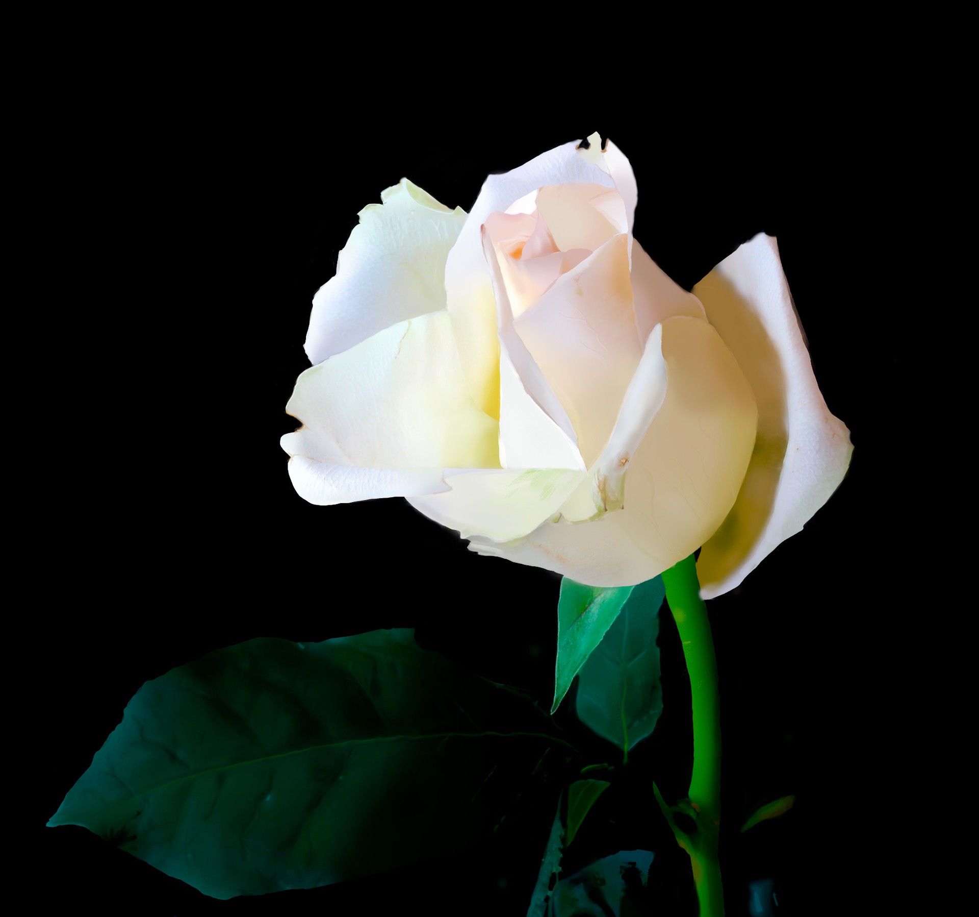 rose par V-1