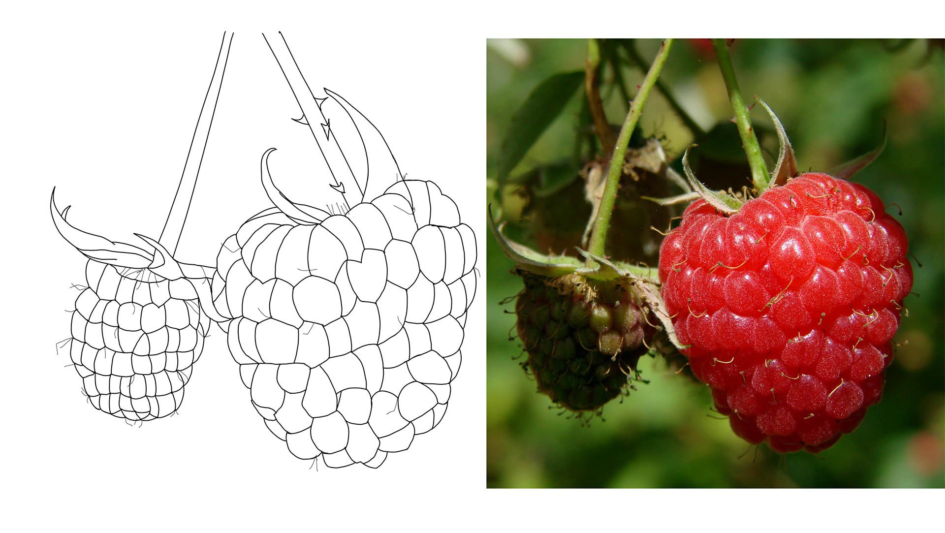 Excercice 5, framboises par Sventas