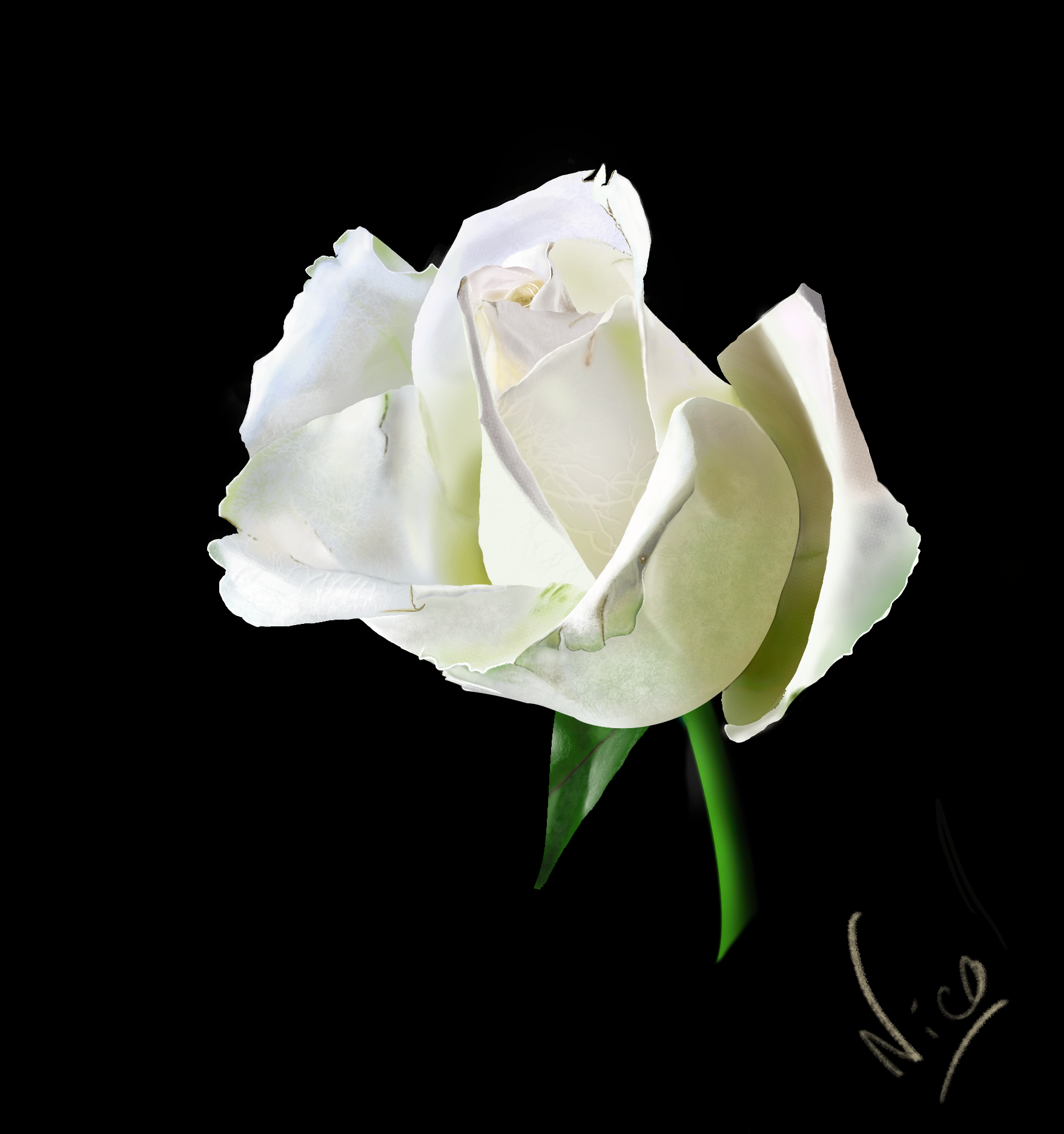 fleur par Nicolas Catarino