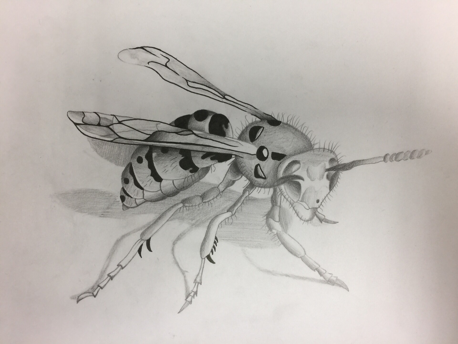 kevin-chavenon-img-0368 par WeeDLemoNFiRe