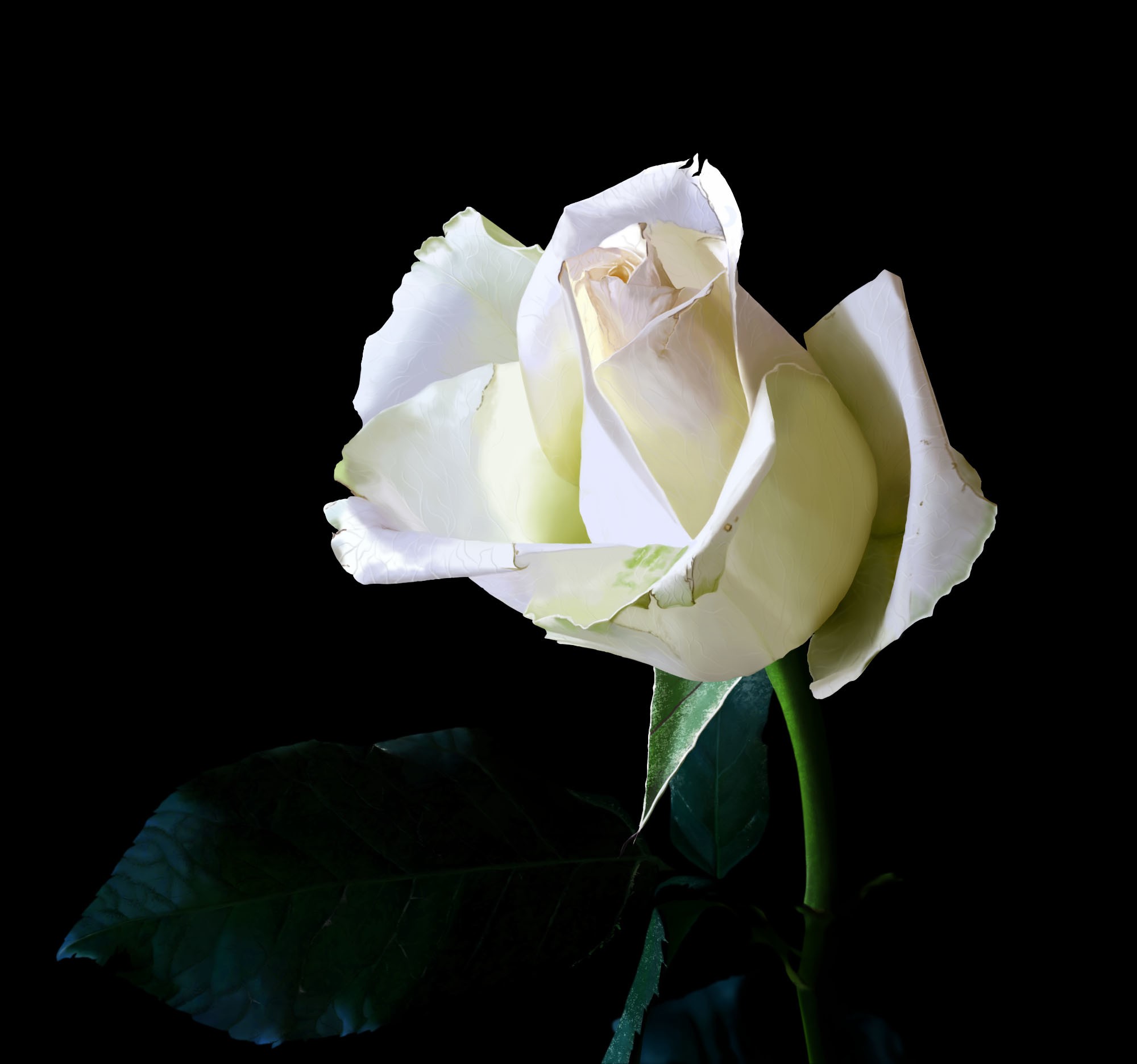LA ROSE (CHAPITRE 1 - EXERCICE 3) par Bartello