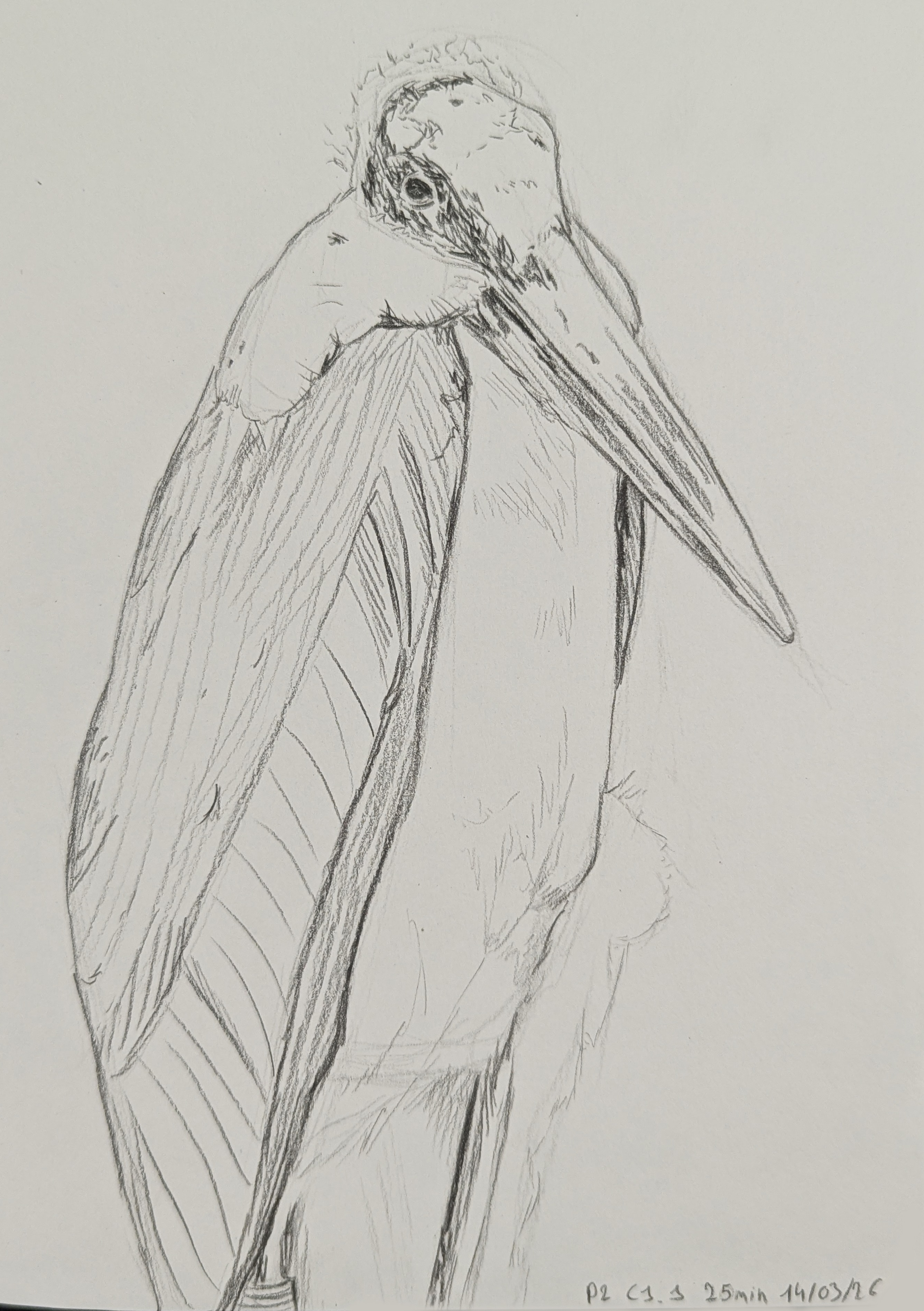 Tradi - Etudes aux feutres fins / crayons graphites par bougnat