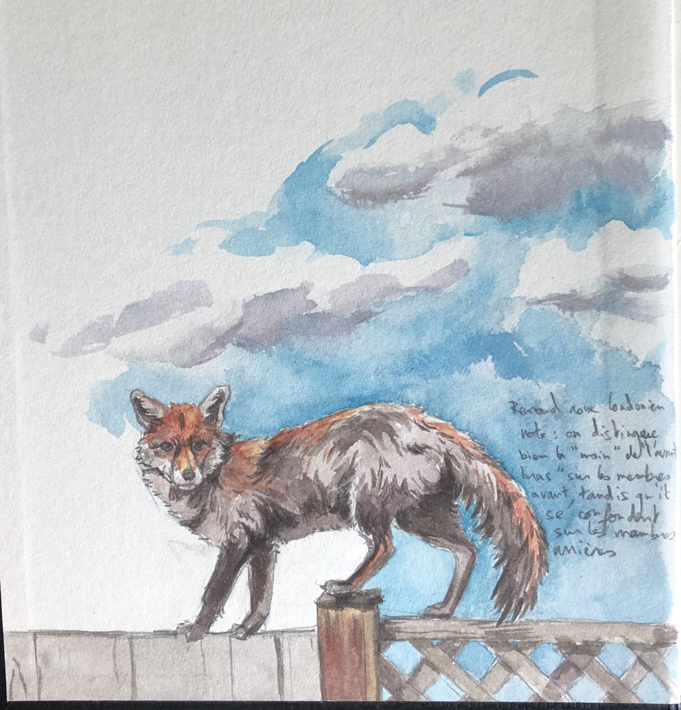 des renards à foison par renardou_chetif