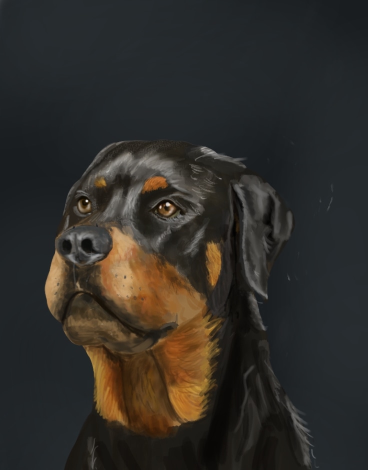 Etude Chien (Rottweiler) par Oroshin