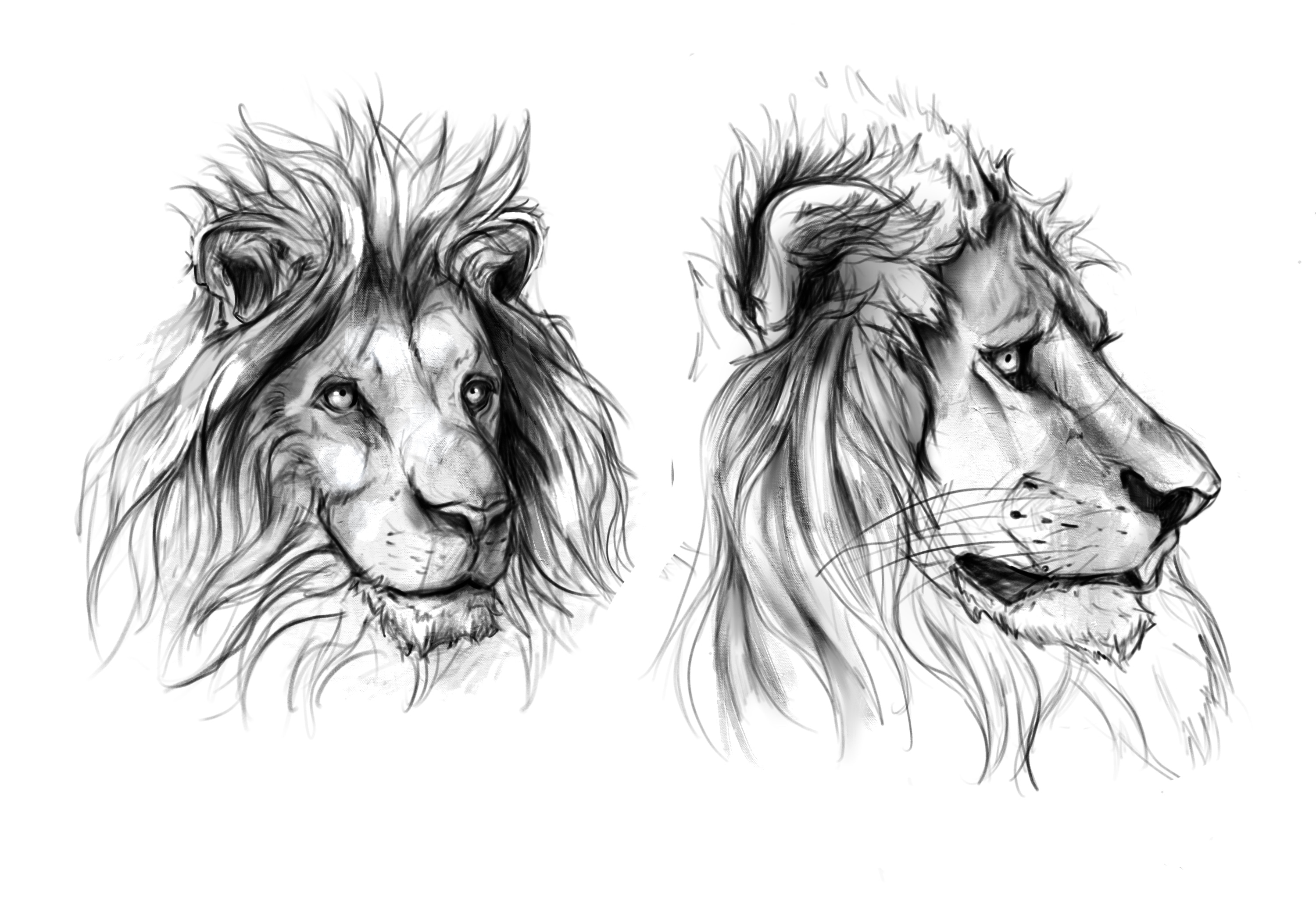 Lion exercice par Astel design