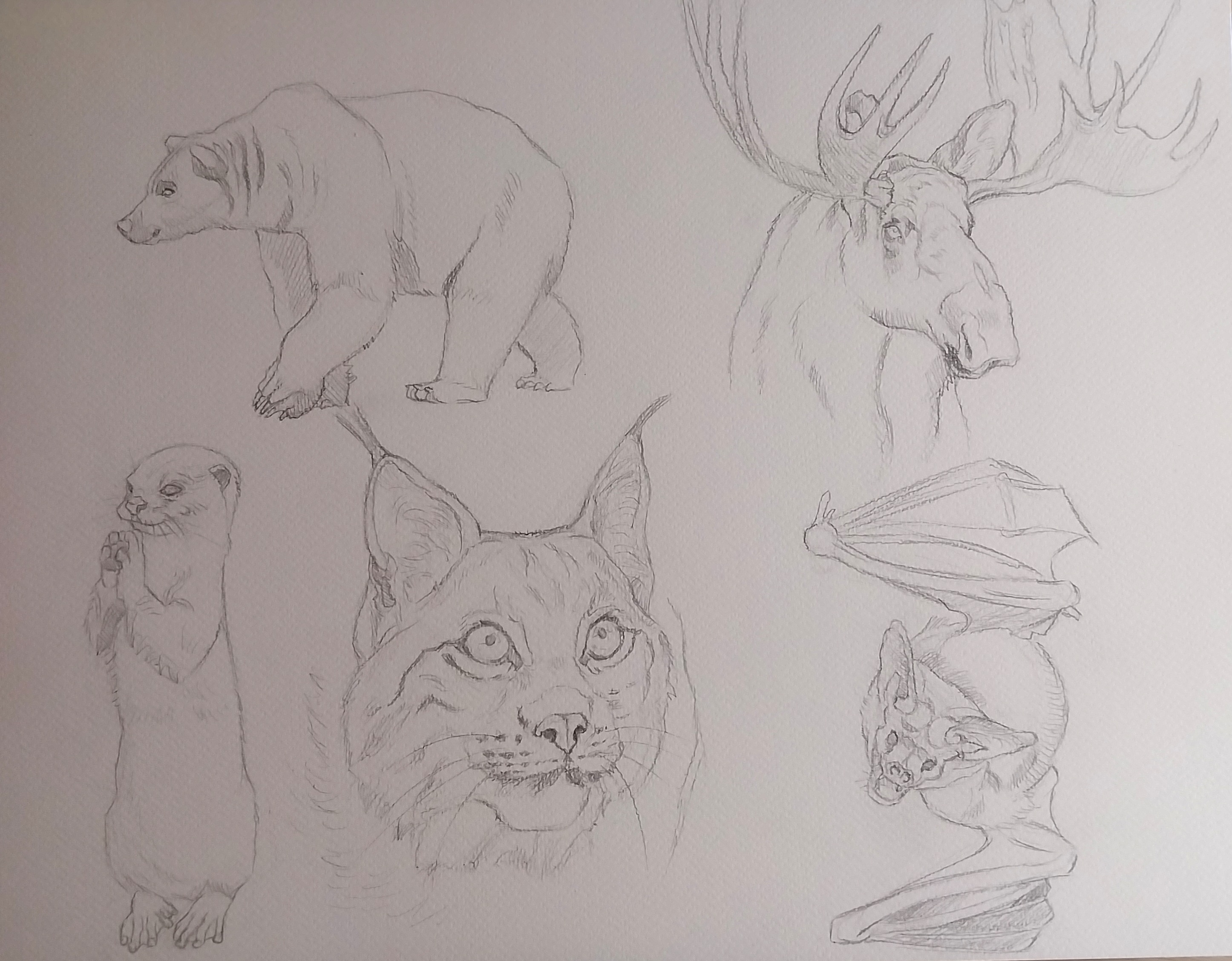 Études d'animaux par coz_art