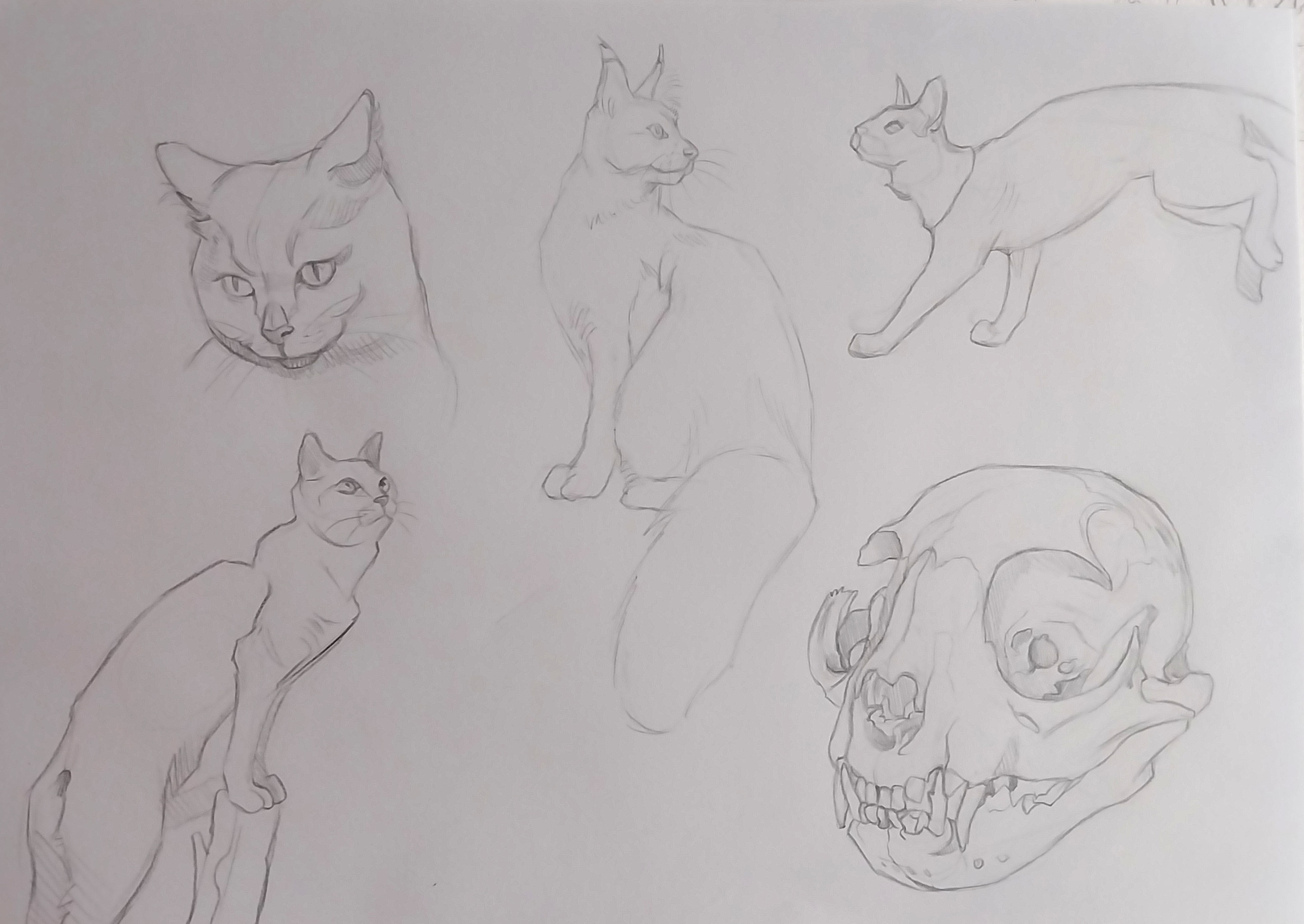 Études d'animaux par coz_art