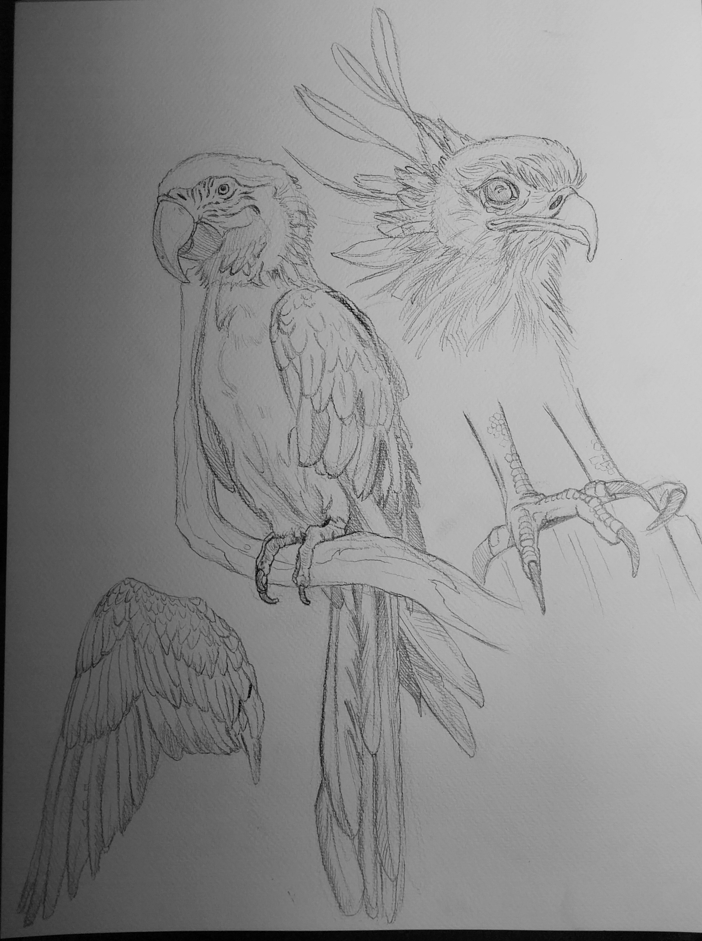 Études d'animaux par coz_art