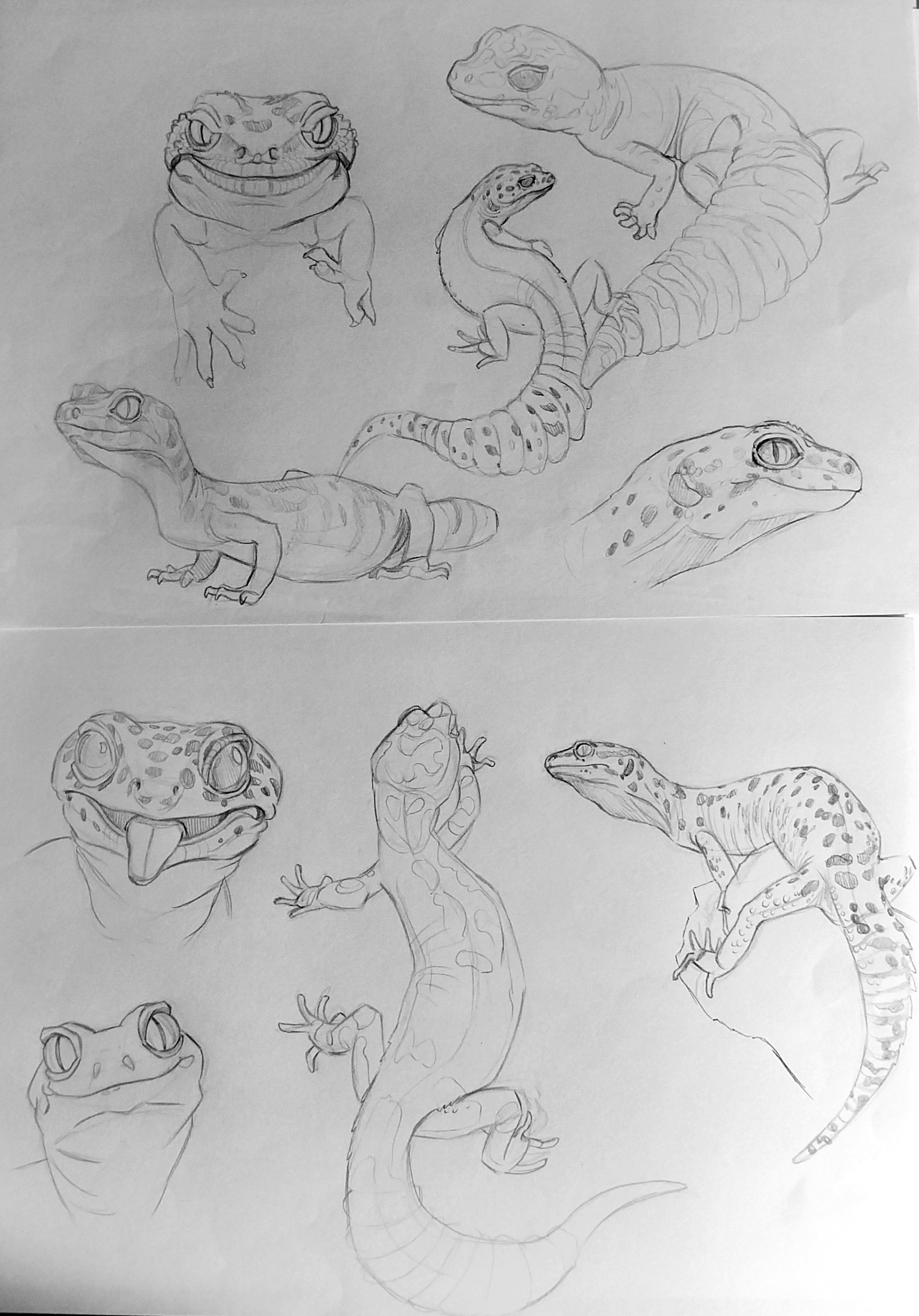 Études d'animaux par coz_art