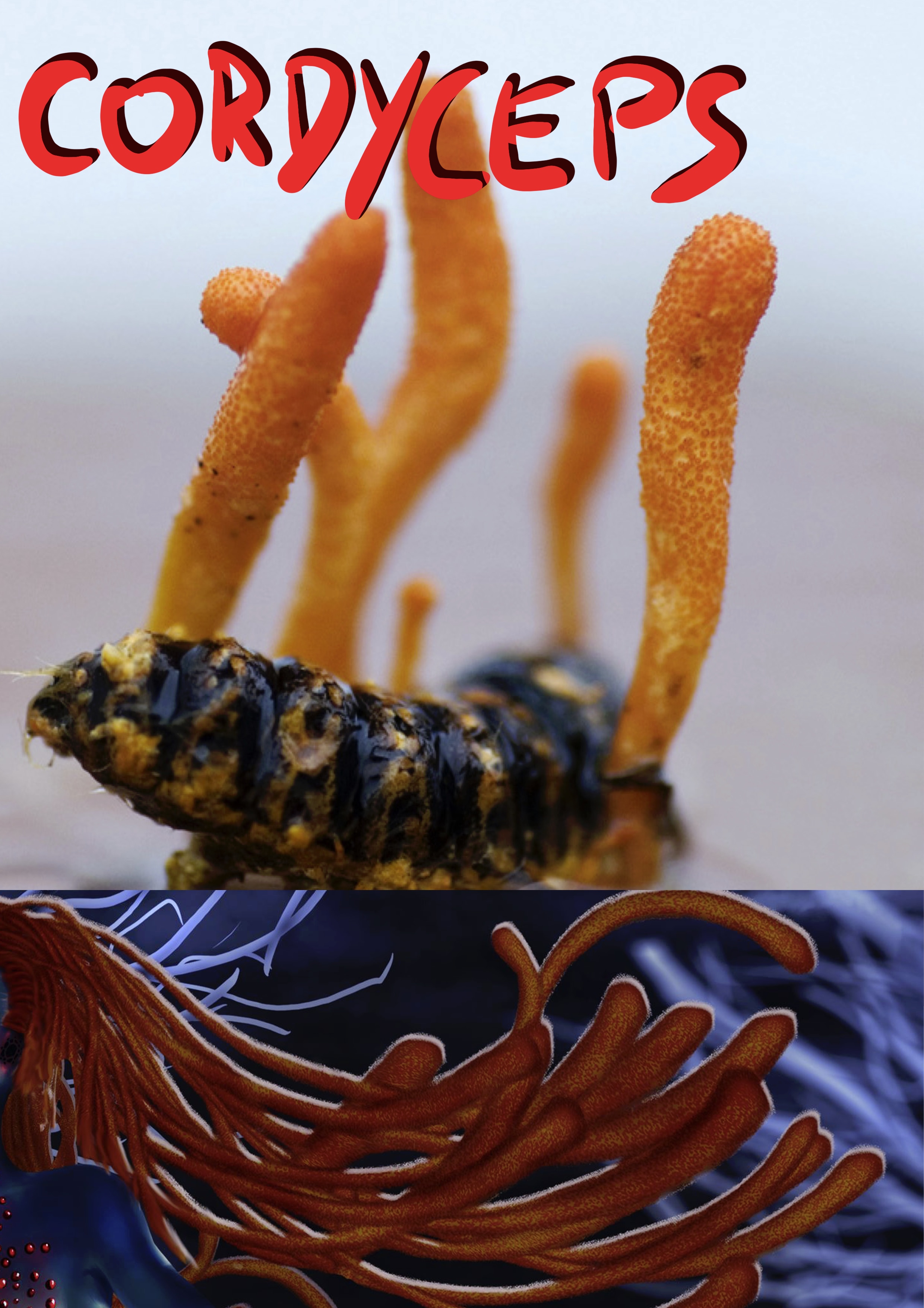 Mushroom Soul par Sliv