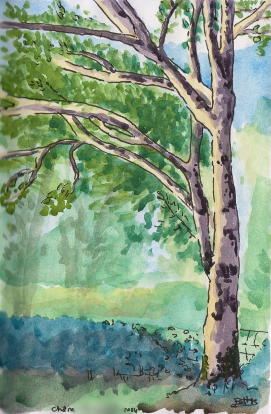 Aquarelle d'après nature par Esther