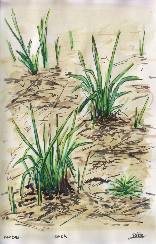 Aquarelle d'après nature par Esther