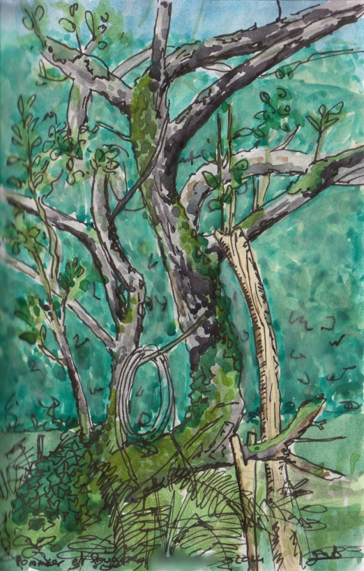 Aquarelle d'après nature par Esther