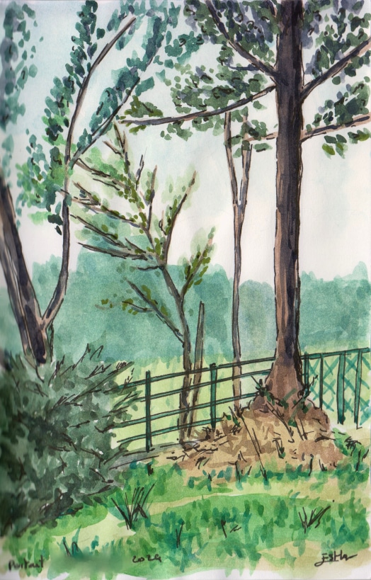 Aquarelle d'après nature par Esther