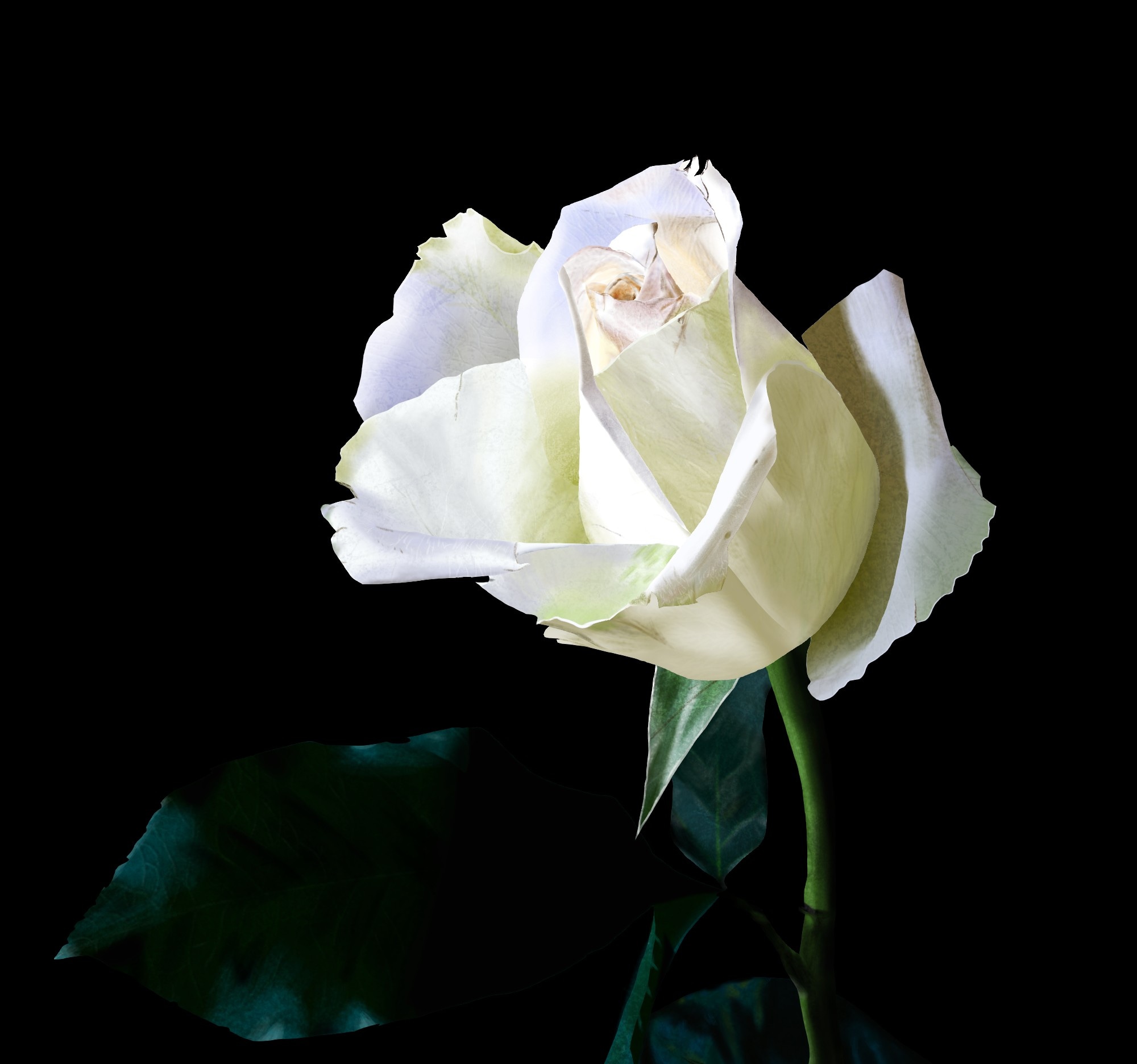 La rose blanche par vinceinstudio