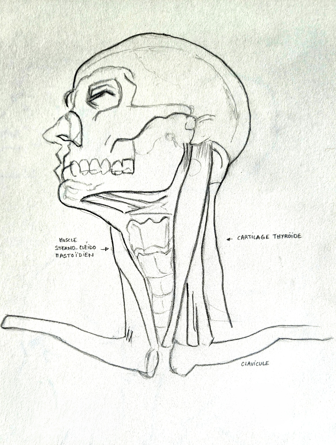 Tête et cou par Taliesin