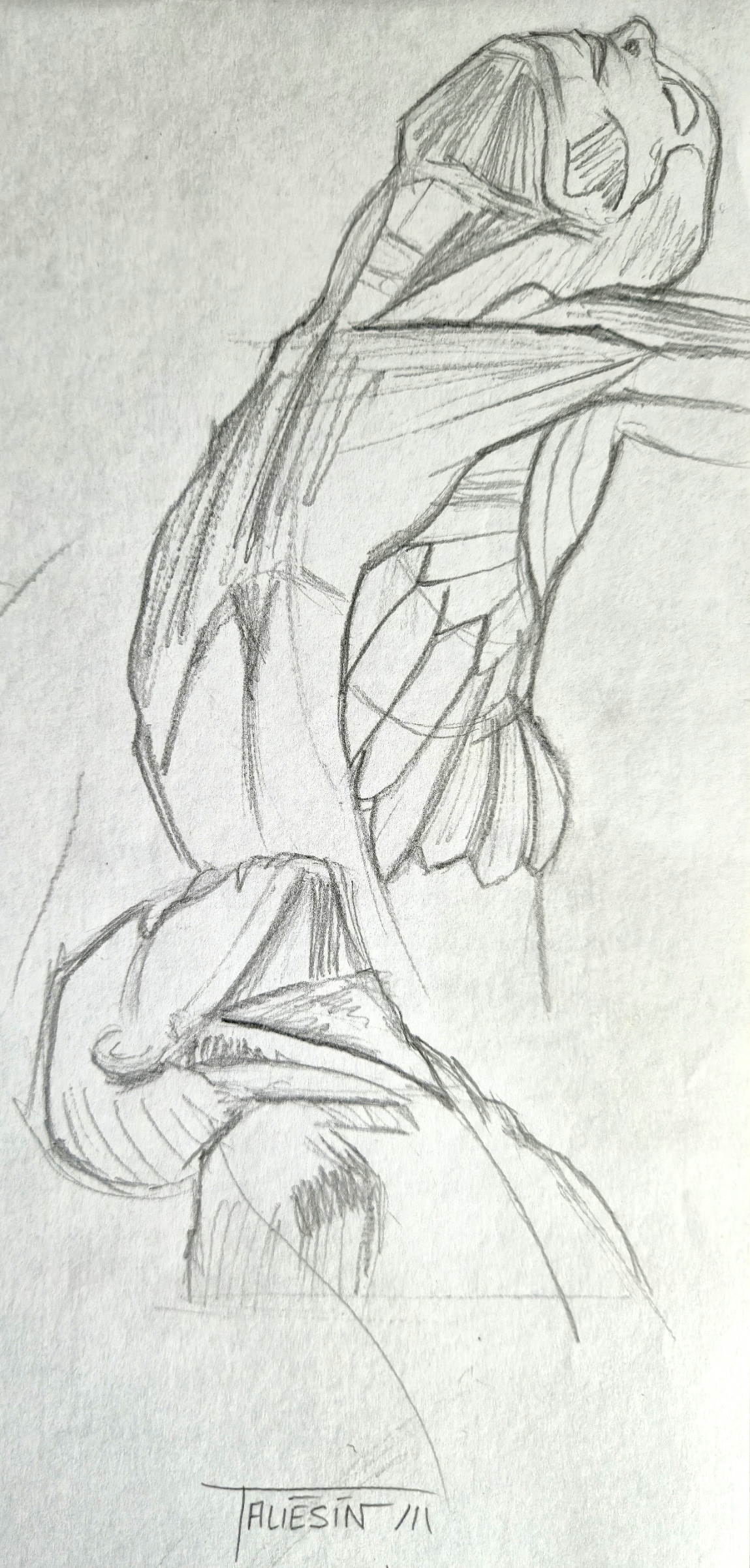 Morpho - tête et cou par Taliesin