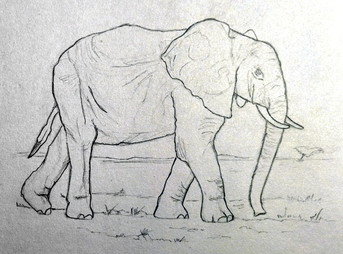 Pachyderme par Taliesin