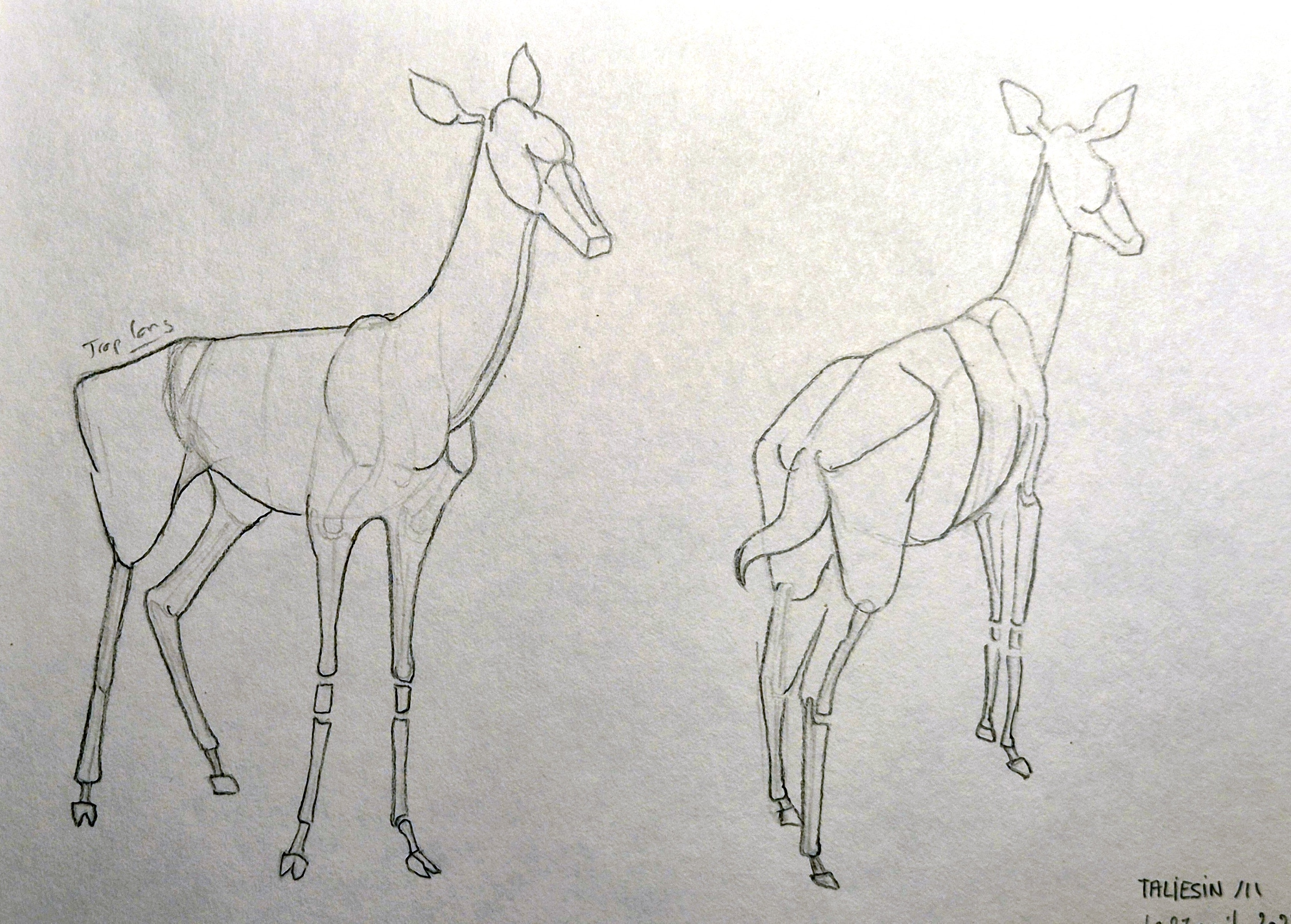 Sketeches cervidés par Taliesin