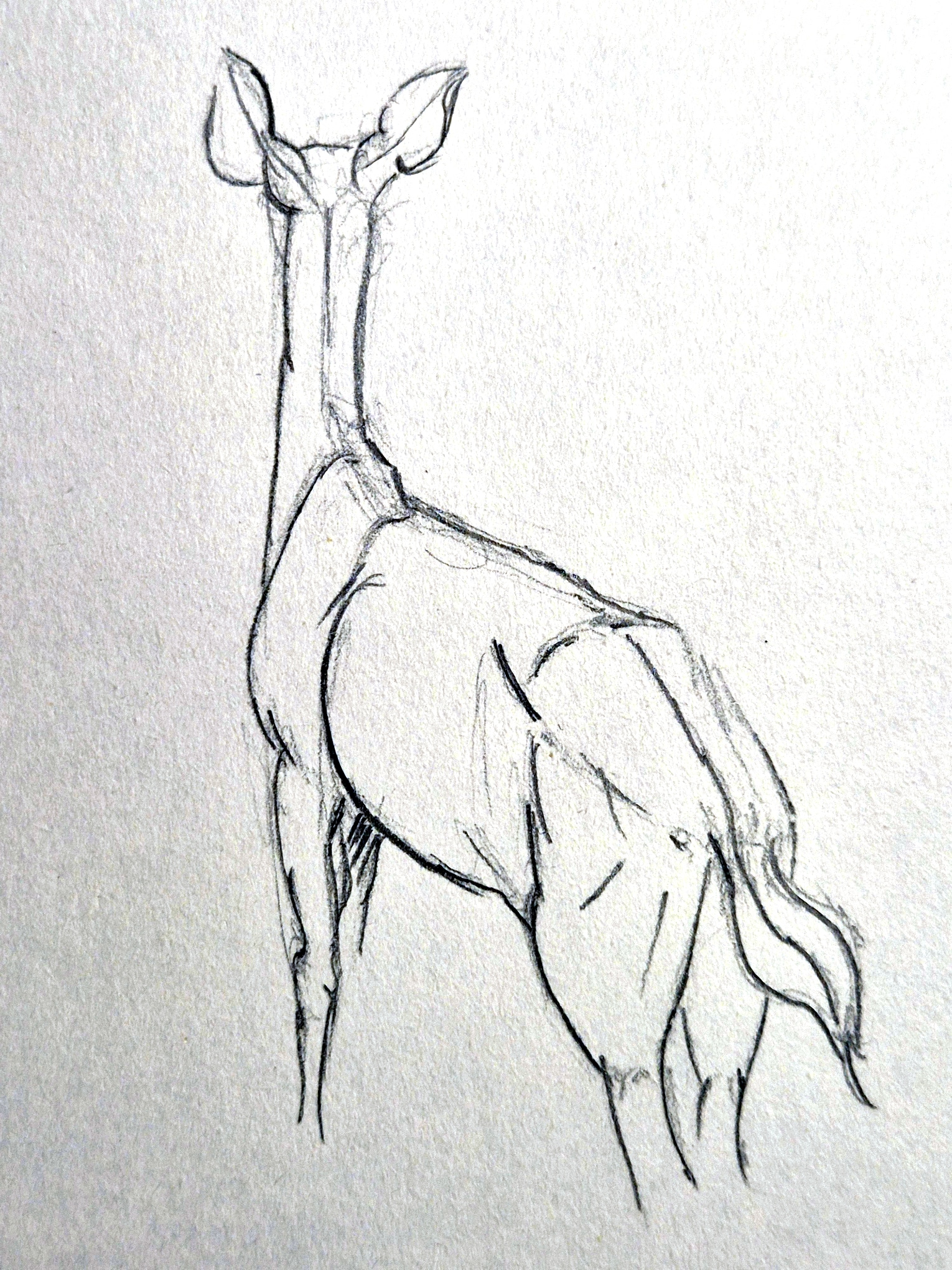 Sketeches cervidés par Taliesin