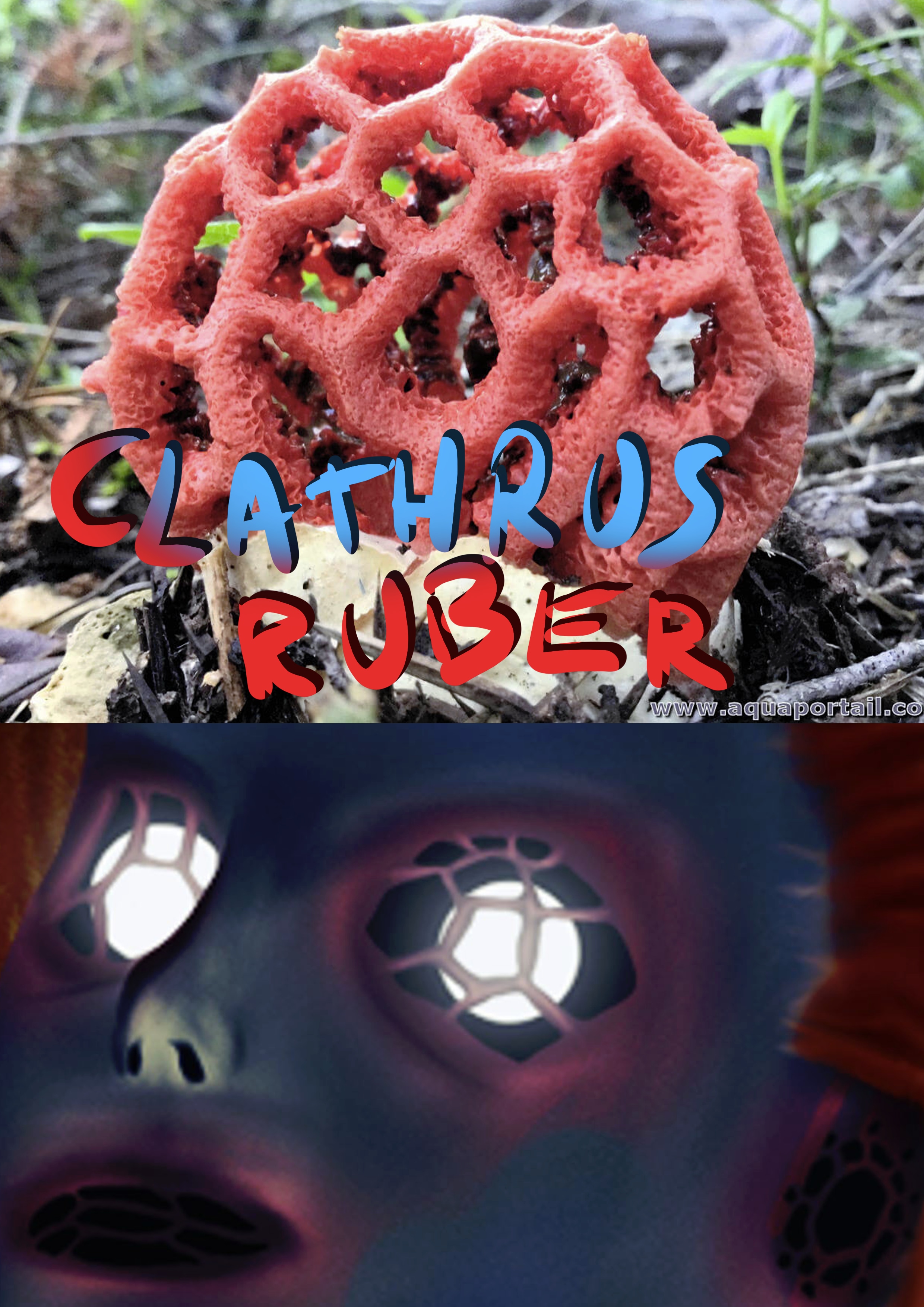 Mushroom Soul par Sliv