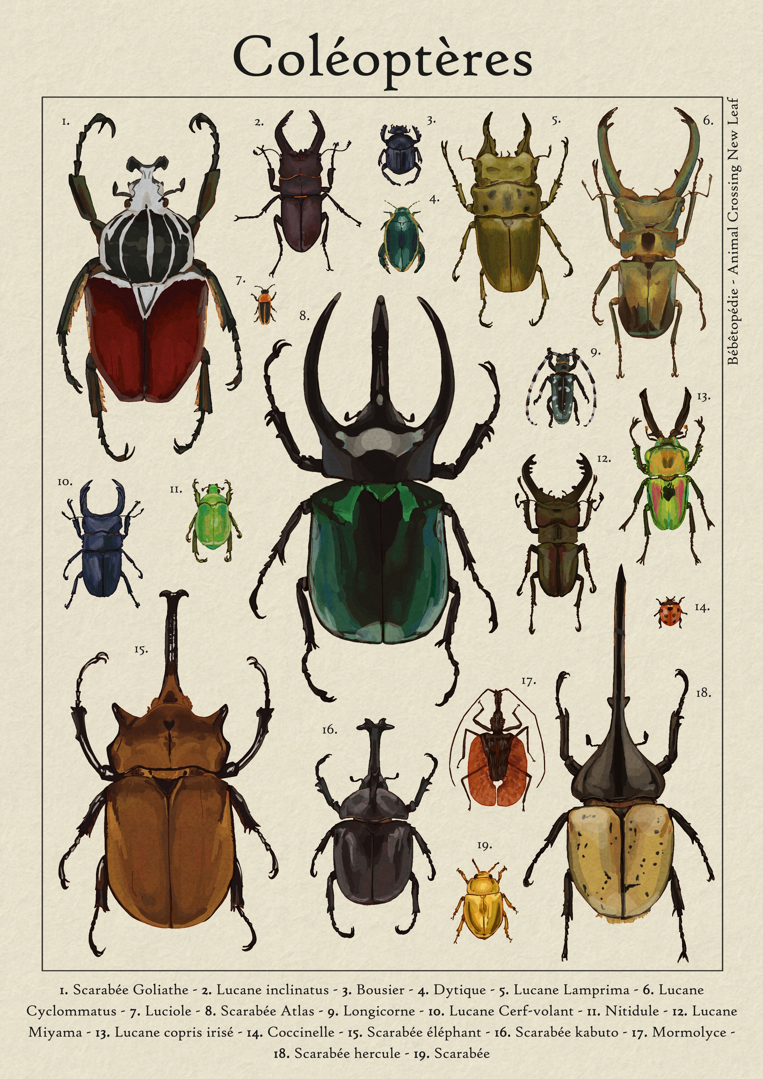Coléoptères par agingermoth