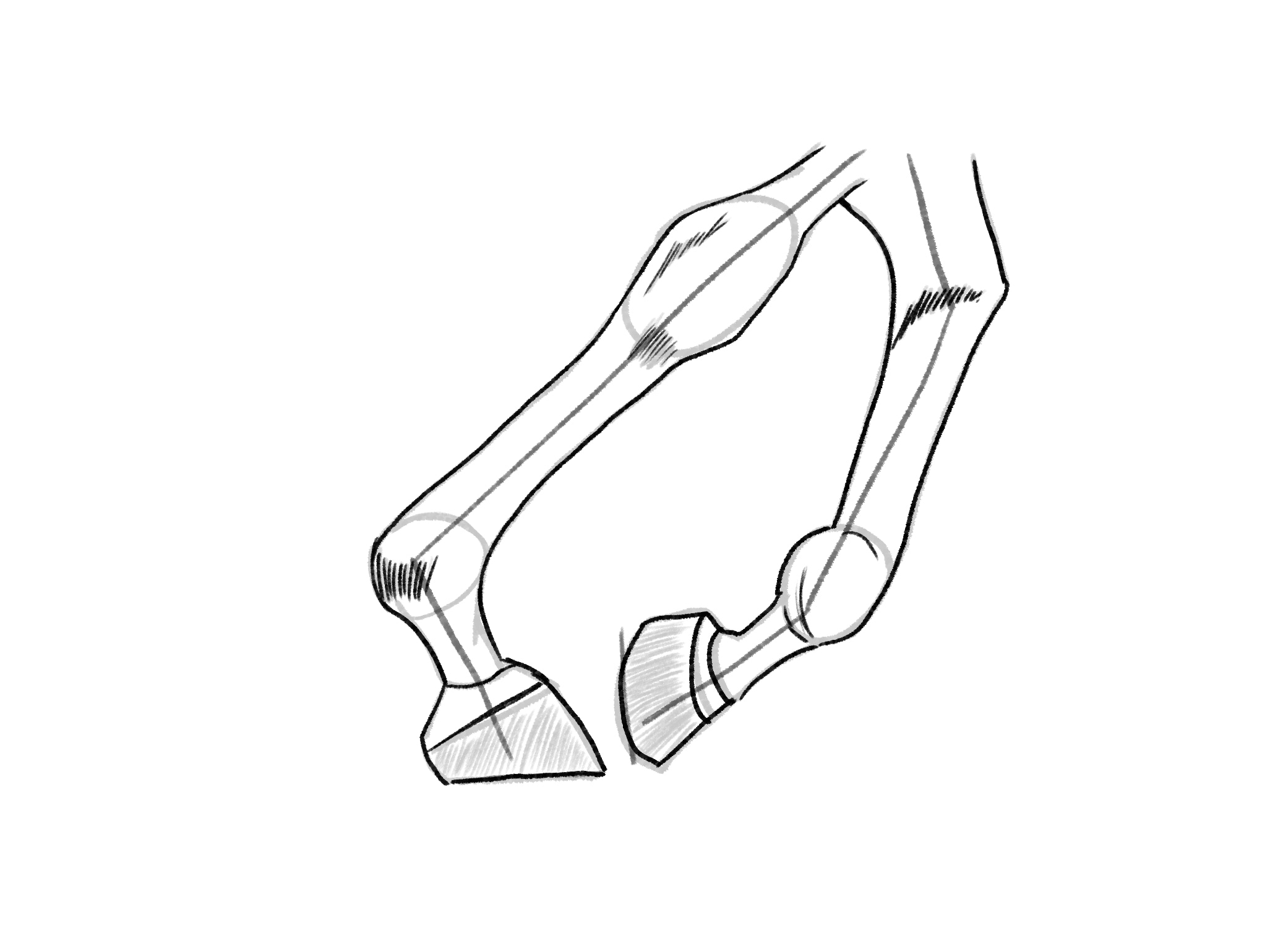 Sketches Chevaux par Taliesin