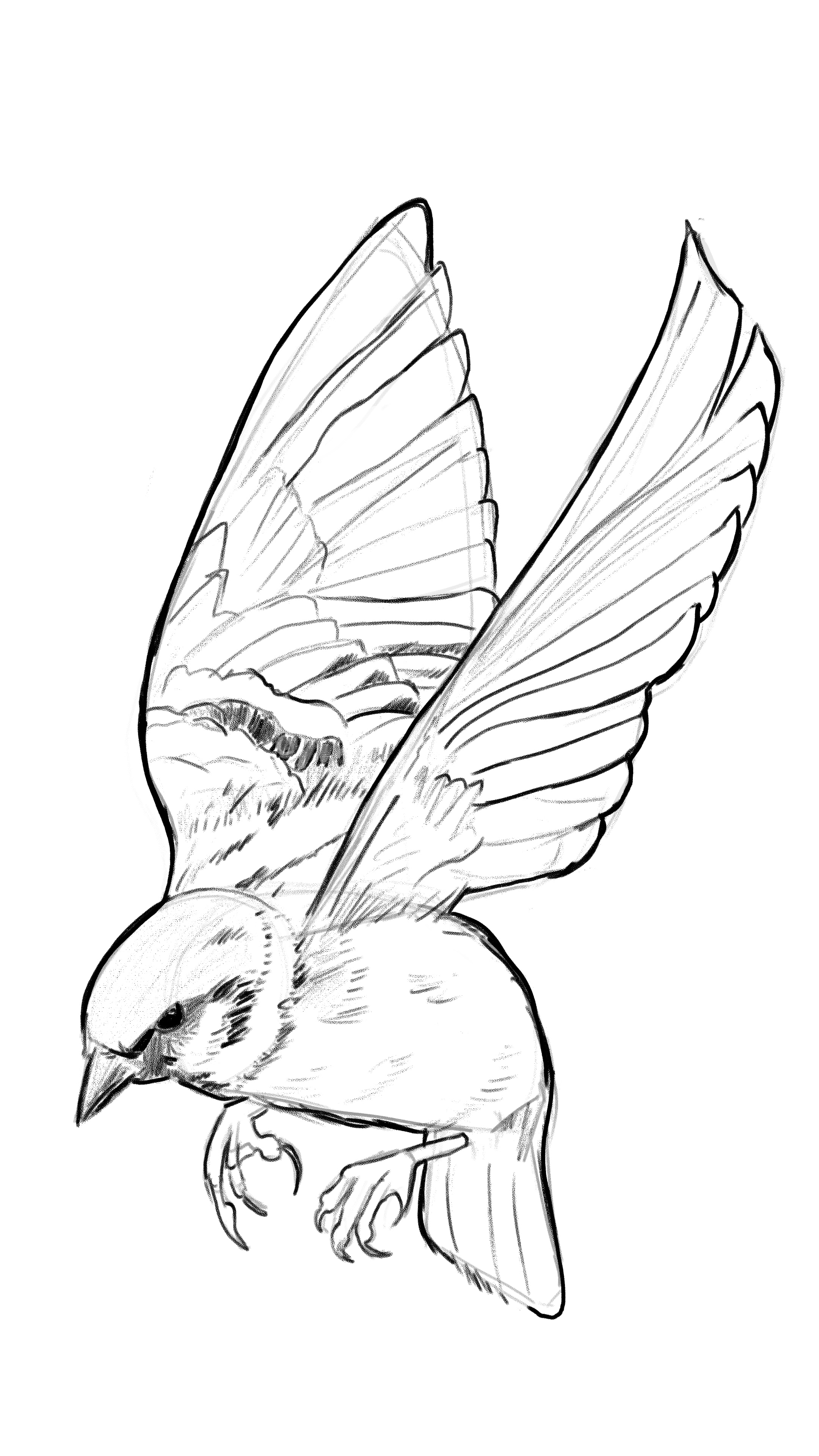 Sketches Passereaux par Taliesin