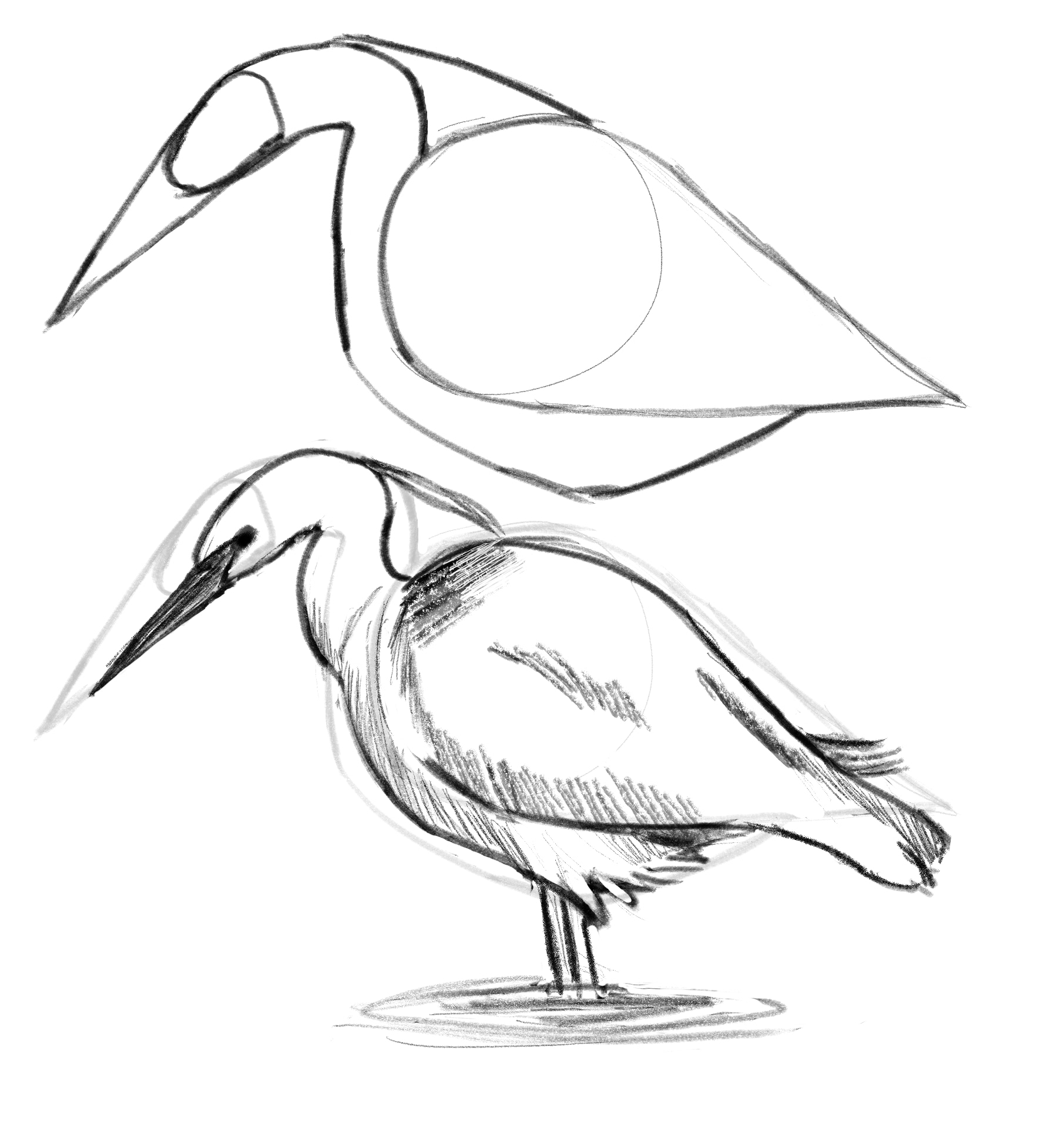 Sketches Echassiers par Taliesin