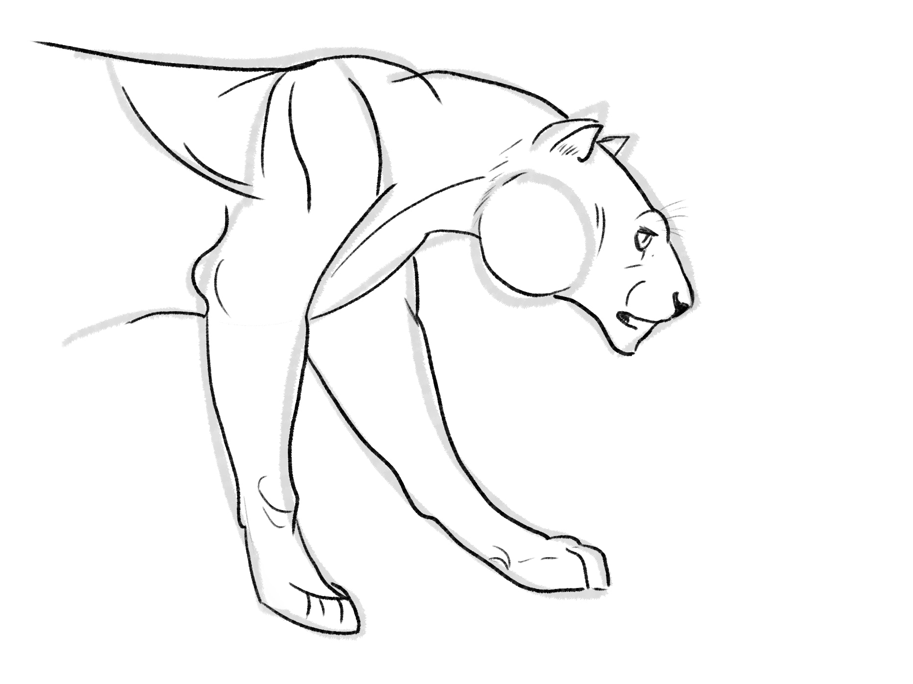 Sketches Félidés par Taliesin