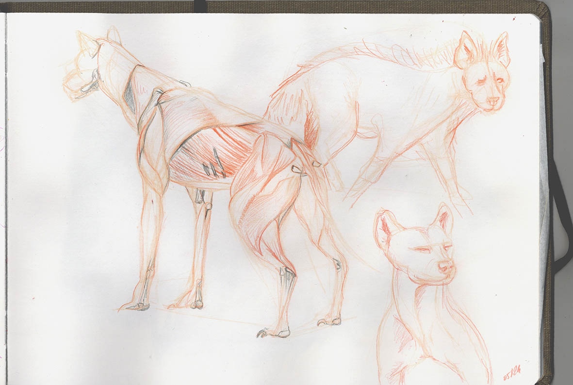 Hyène des cavernes par lievredemars