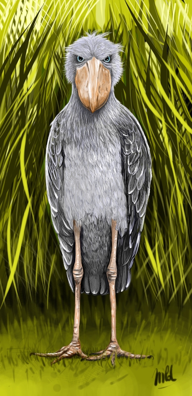 le bec en sabot par MLD