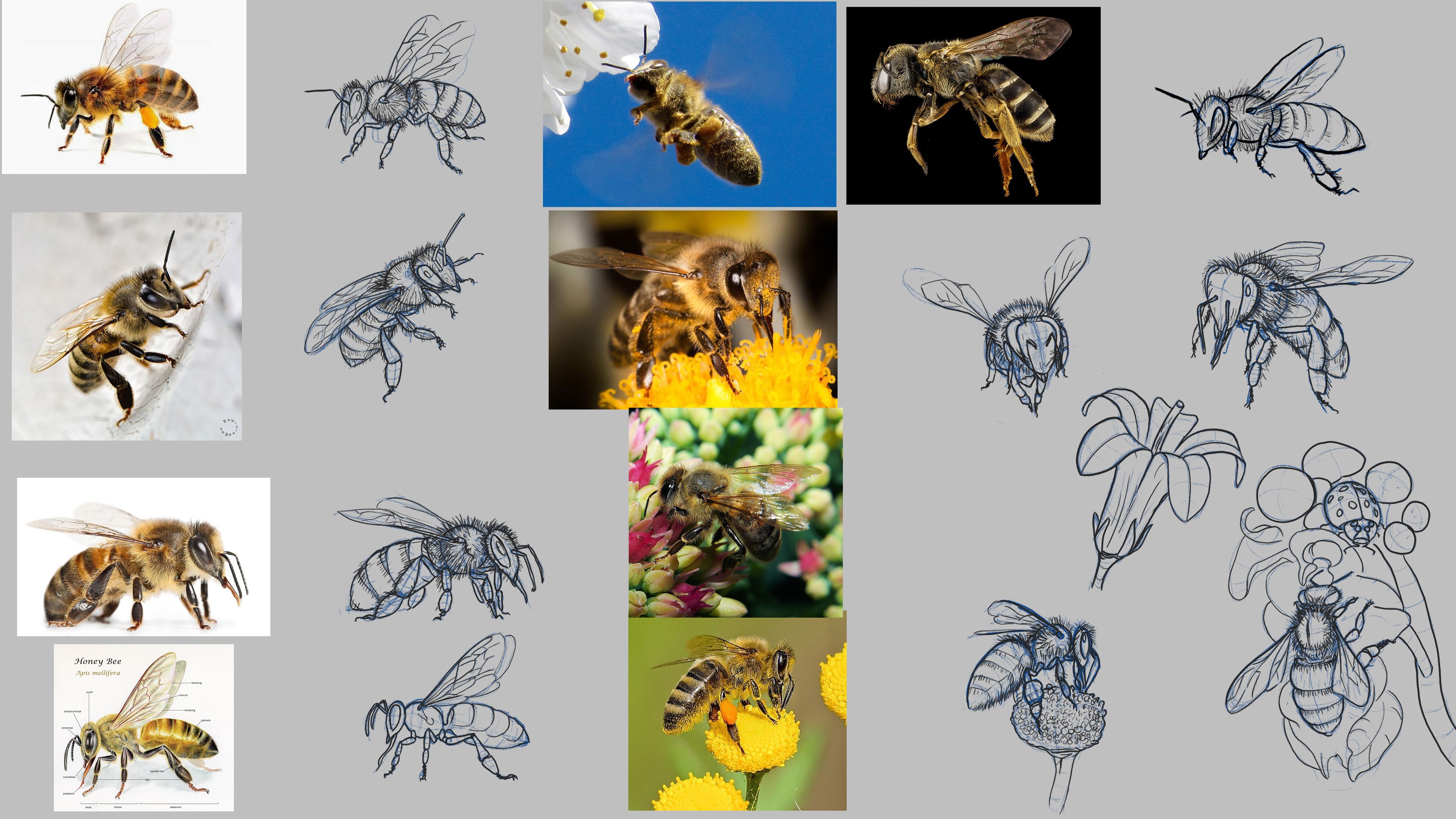 Study of bees par Ben2ln