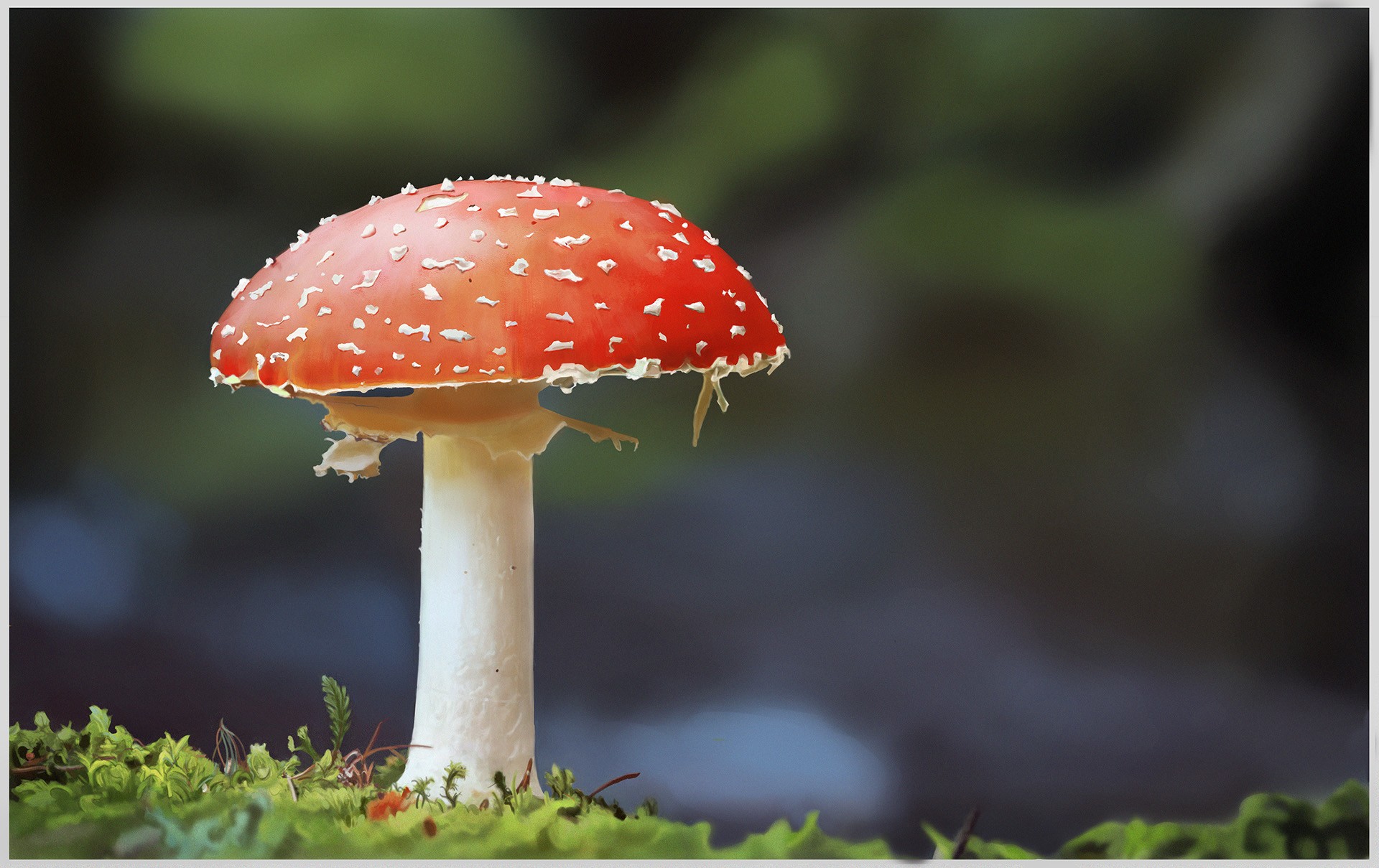 Champignon - Photo-réalisme par Domni