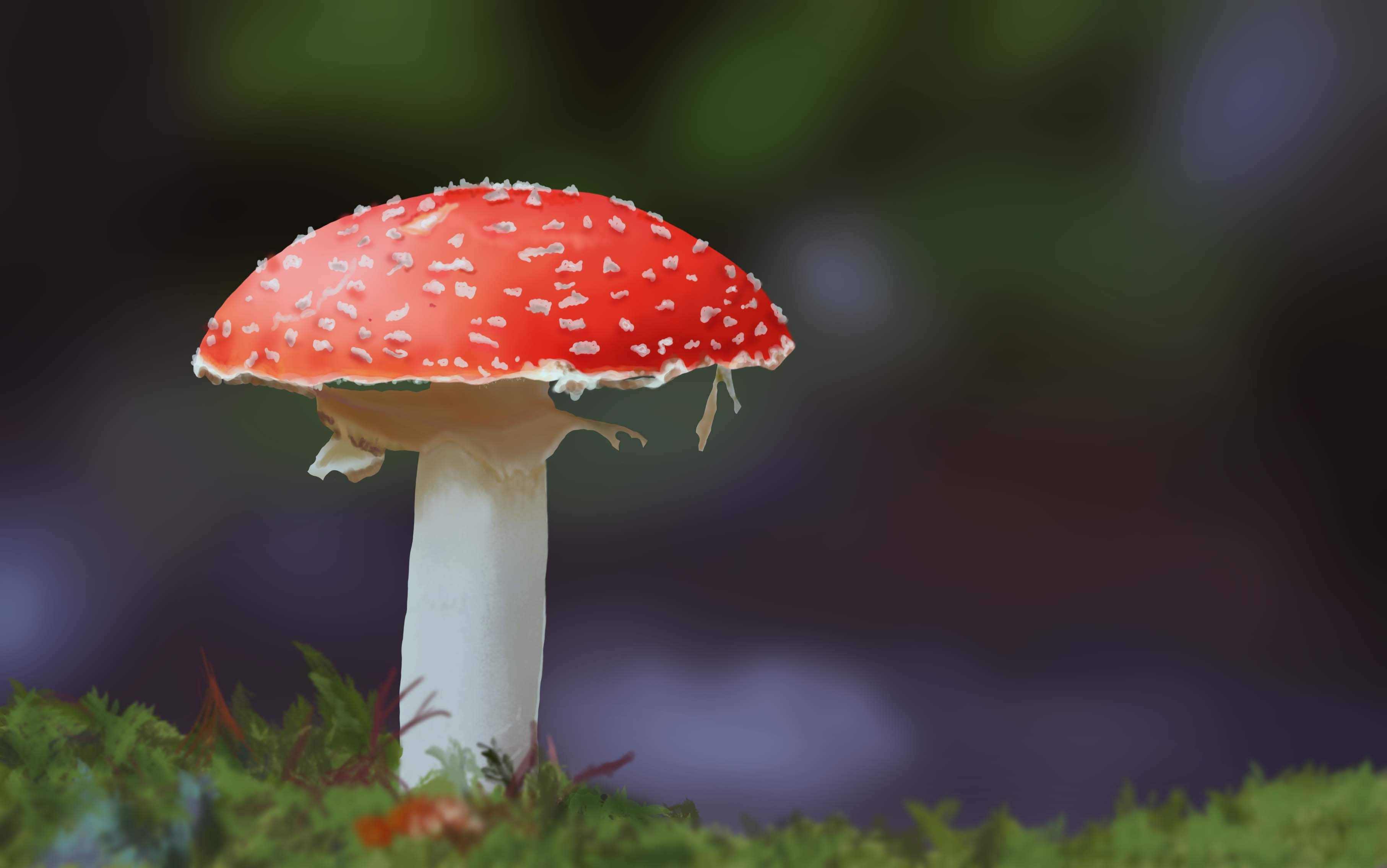 étude photo champignon par tatooam