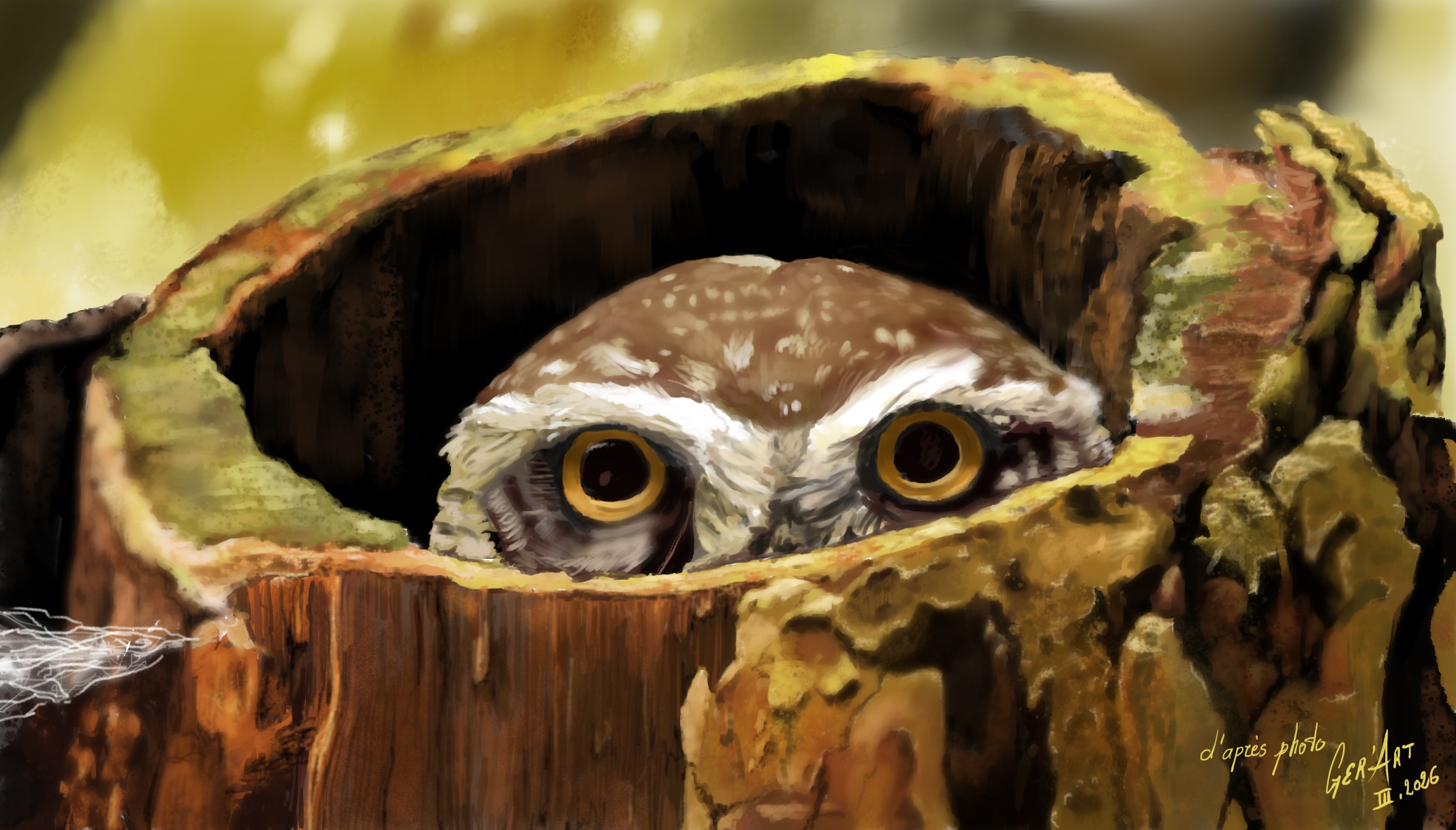 chouette par djeidjei