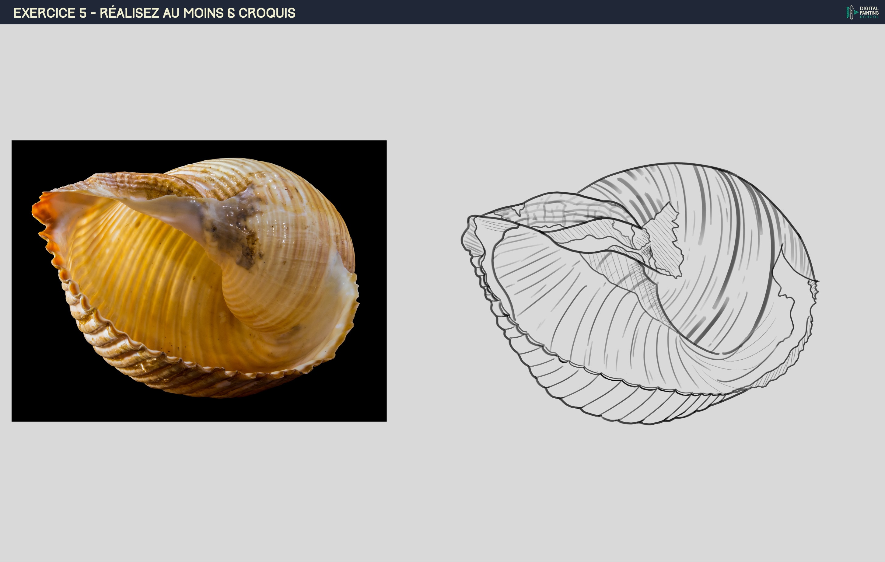 Croquis N°6- Le coquillage par F.u.r.i.e