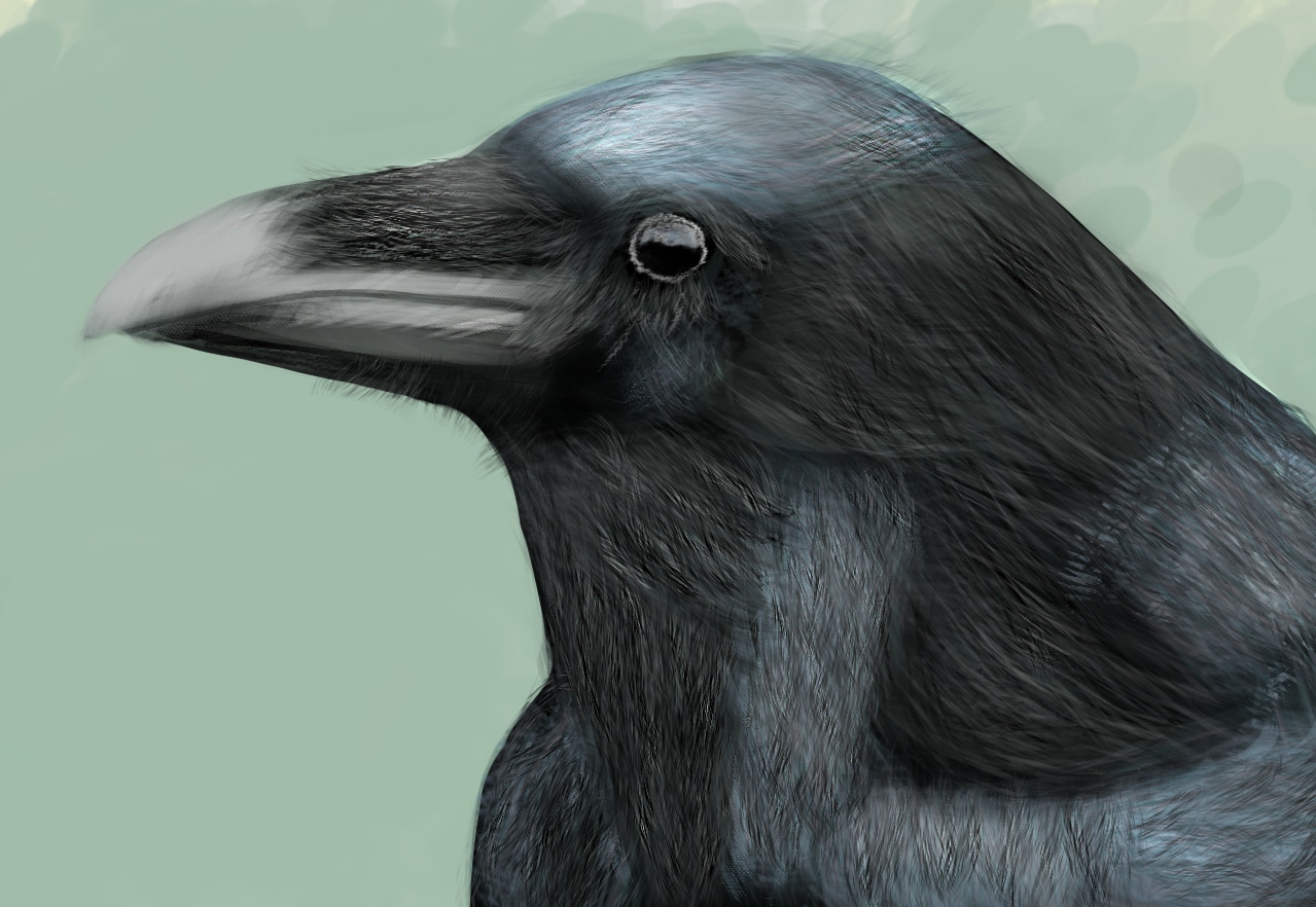 Etude d'un corbeau par Ashyro
