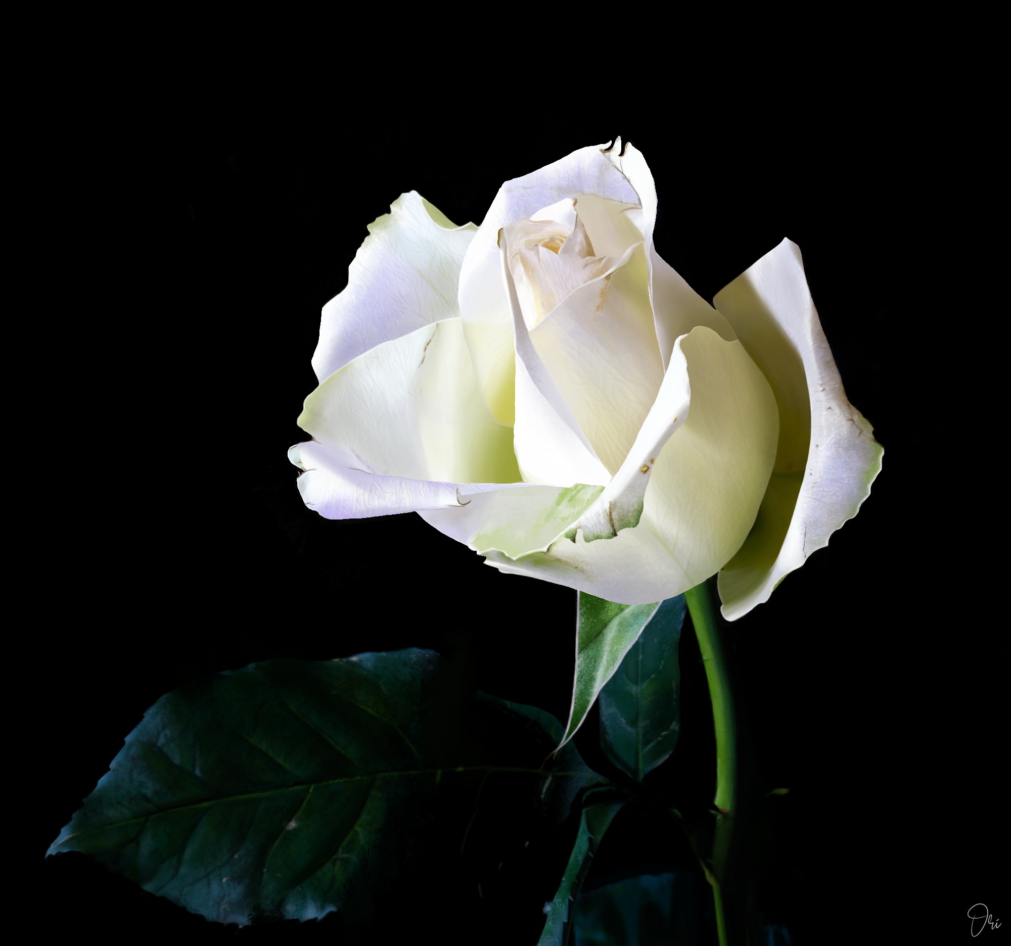 Partie I - chap 1 - exercice 3 : la rose par ori