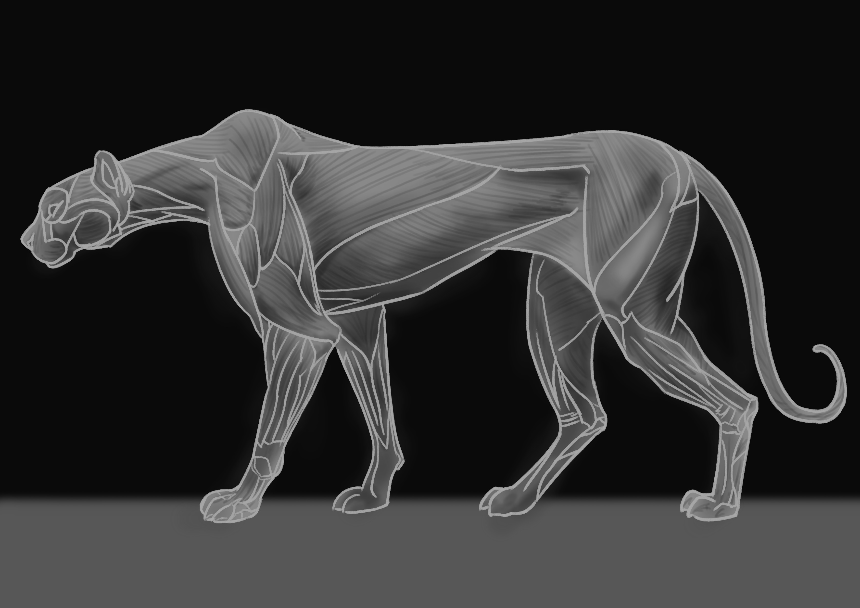 Défi de Mars 2026 : Anatomie animalière par fomw