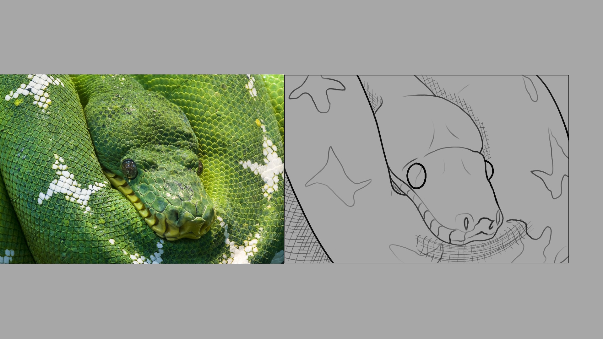 Exercice Croquis Serpent par ravayra