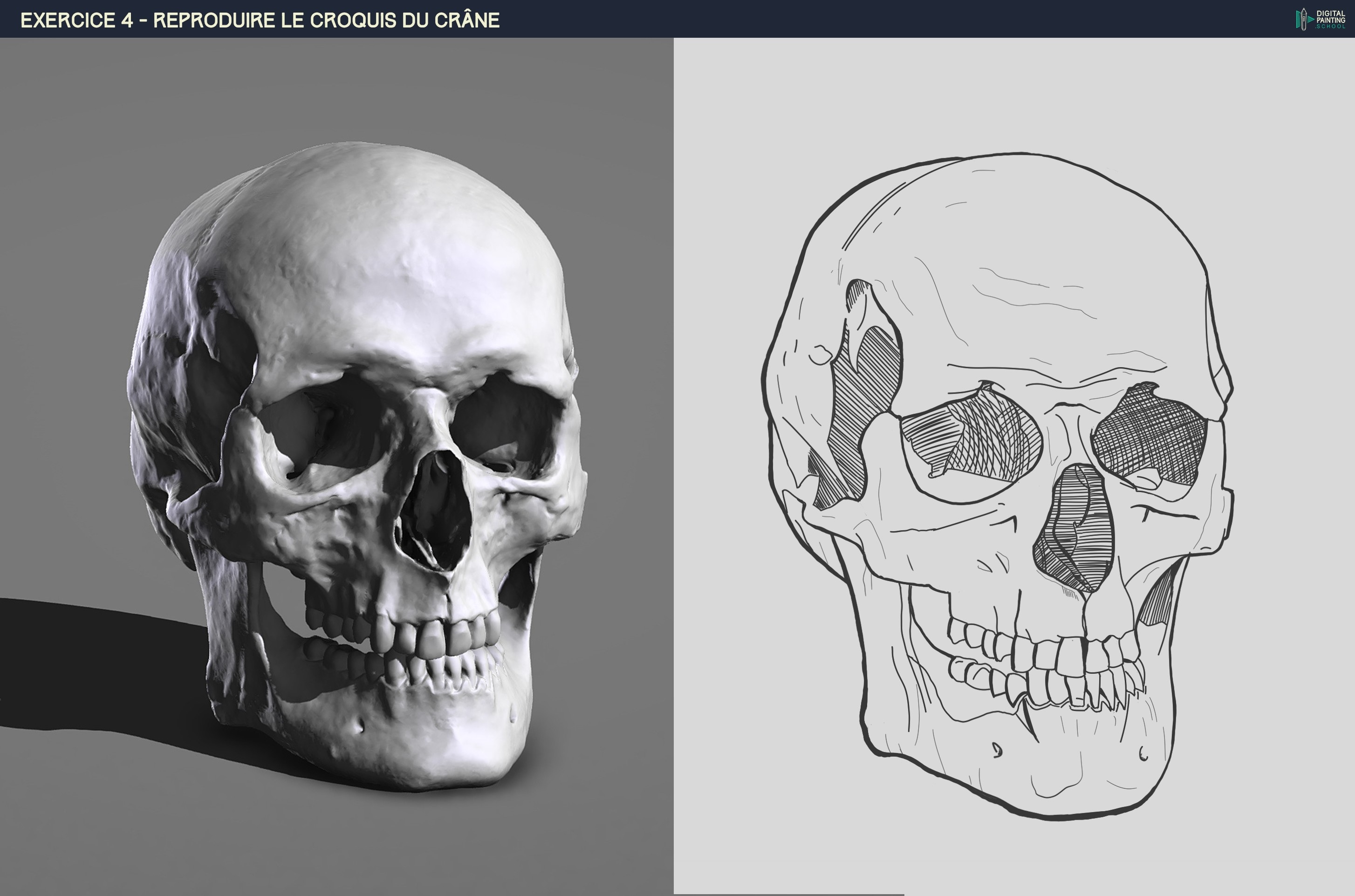 Le crâne par vinceinstudio