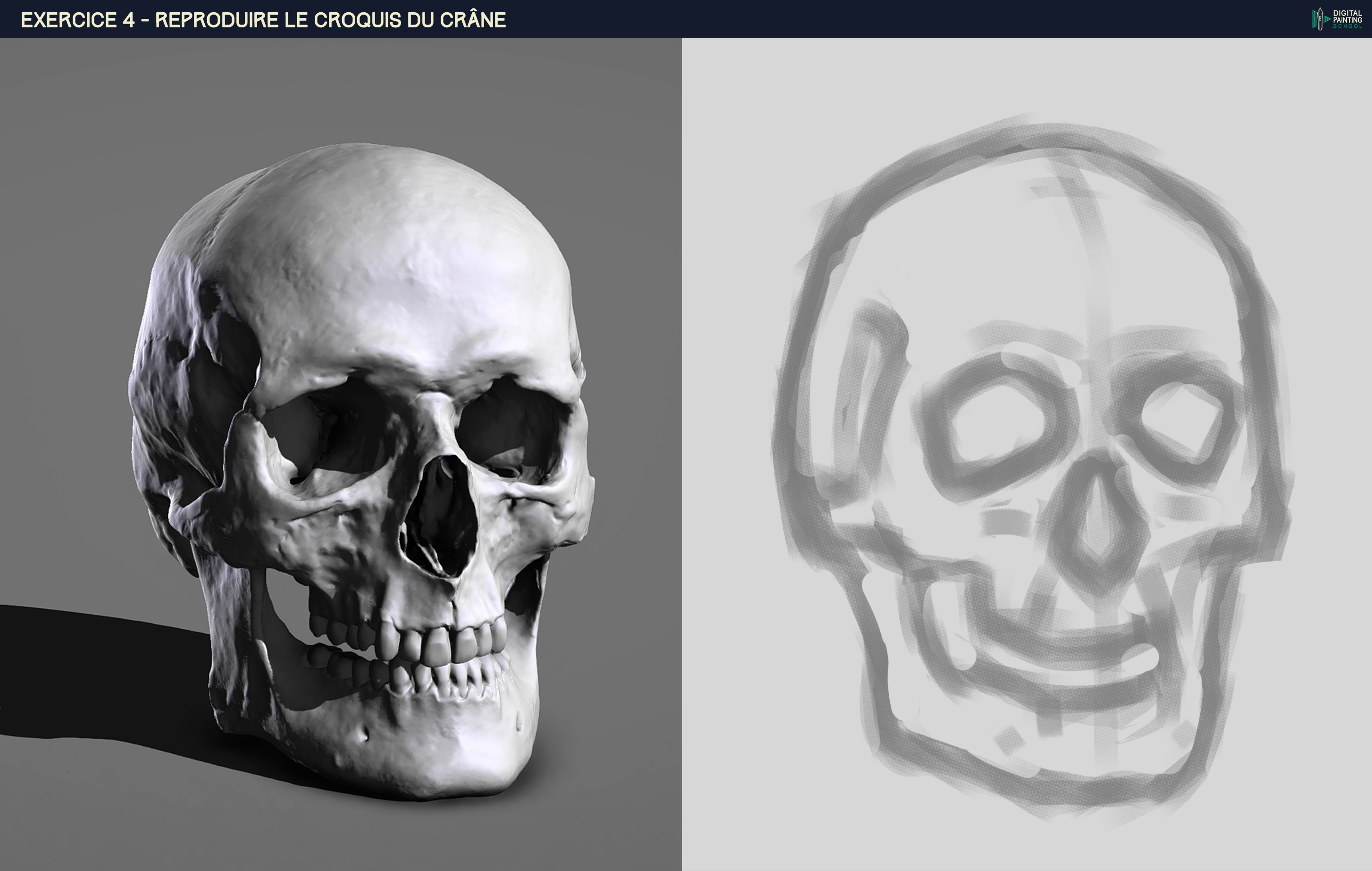 P1_Chap2_Exo-4 - Croquis du Crane par HaptoMai