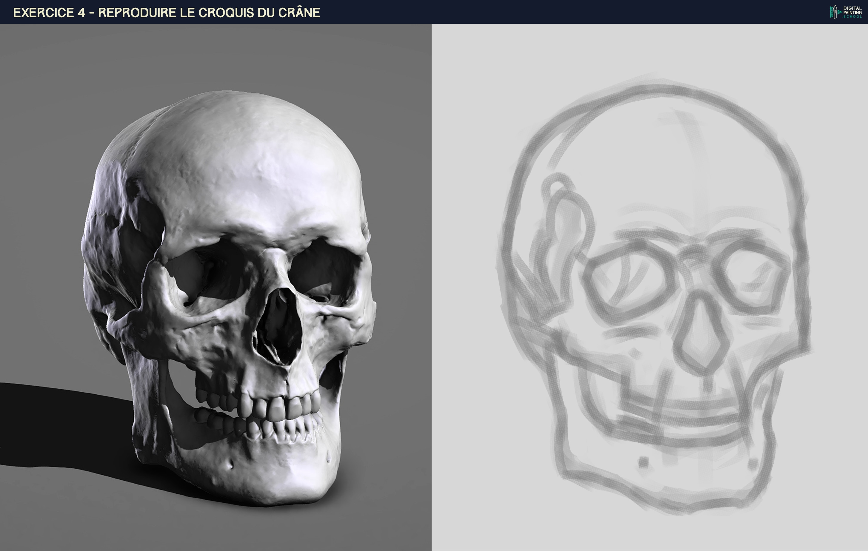 P1_Chap2_Exo-4 - Croquis du Crane par HaptoMai