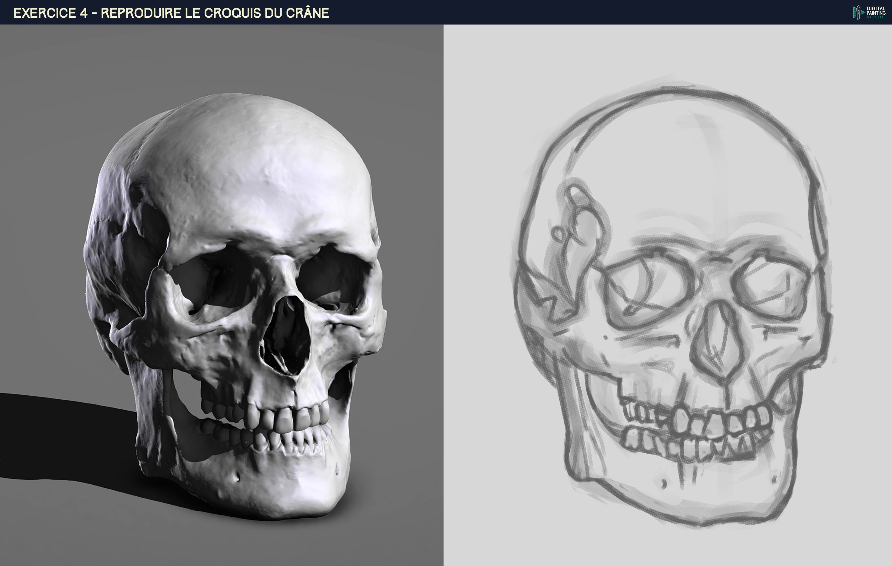 P1_Chap2_Exo-4 - Croquis du Crane par HaptoMai